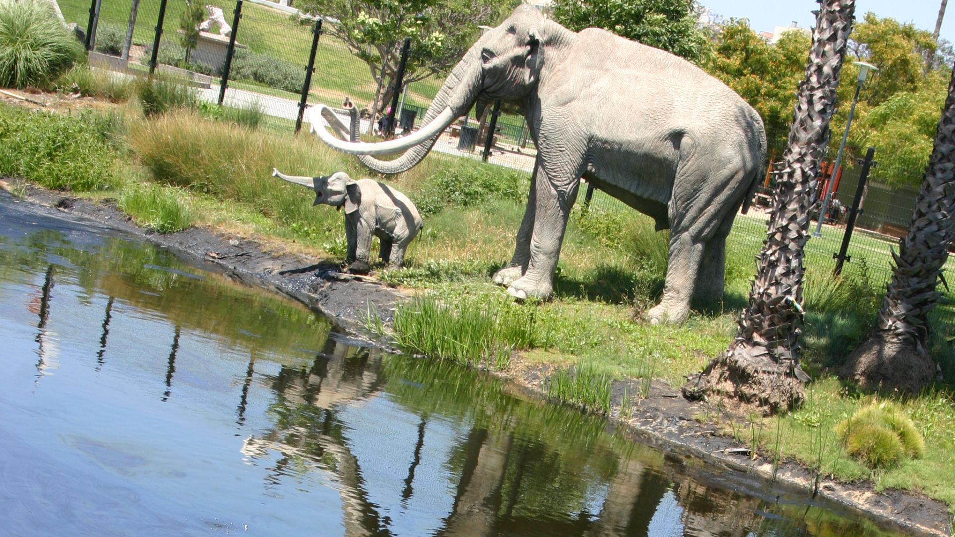 Life-size mammoth and baby mammoth sculptures stand by a reflective tar pit at the La Brea Tar Pits in Los Angeles, California, with lush greenery and palm trees in the background.