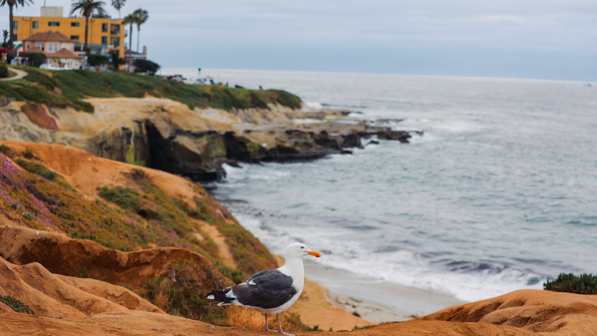 A Western Gull stands on a reddish-brown cliff overlooking the Pacific Ocean and a sandy beach in La Jolla, California, with buildings and palm trees visible in the background. 