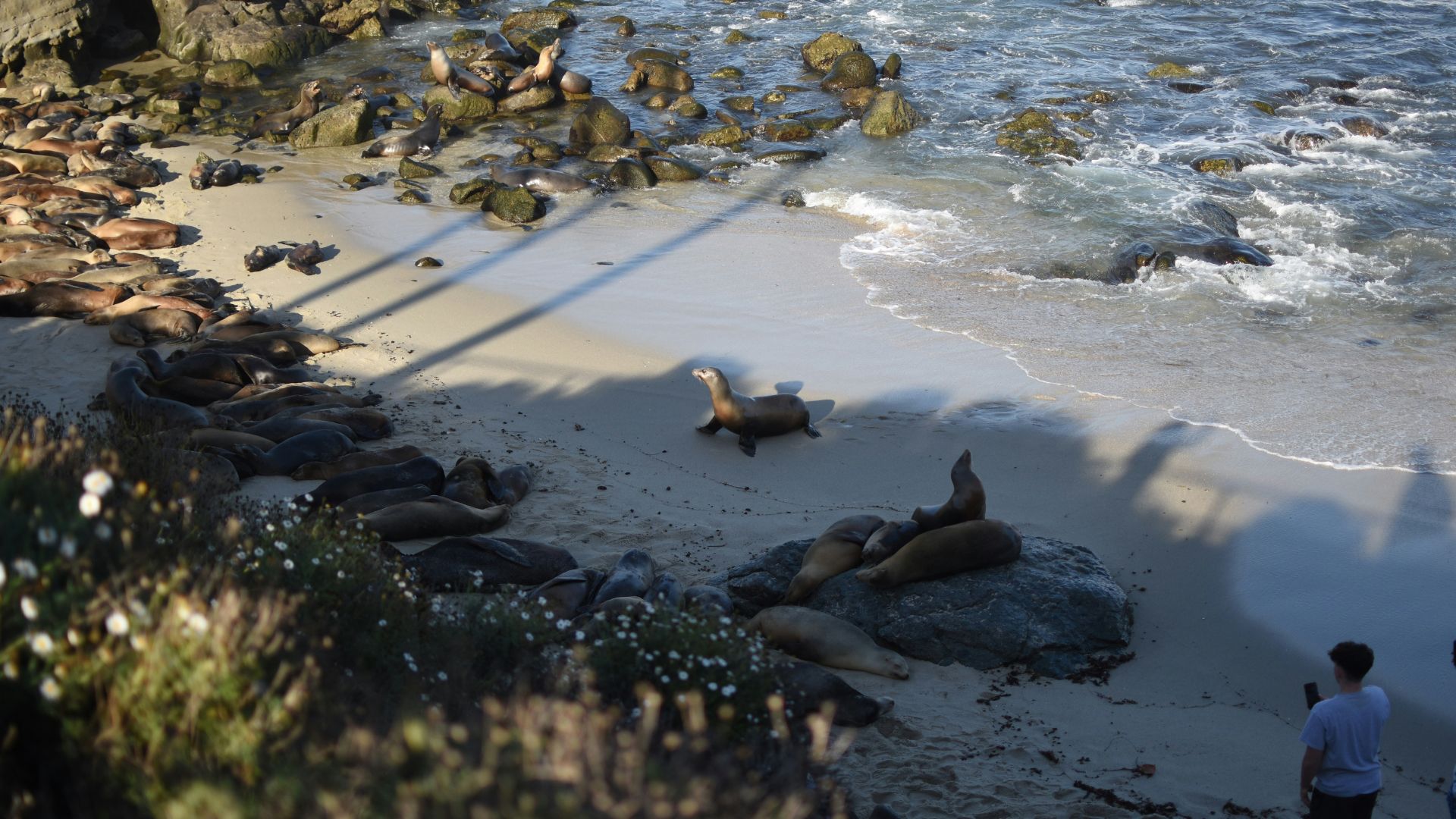 A high-angle shot captures a sandy beach at La Jolla, California, where numerous sea lions are resting on the sand and rocks near the ocean's edge, with one sea lion actively moving towards the water, and a person observing from a distance on the lower right.