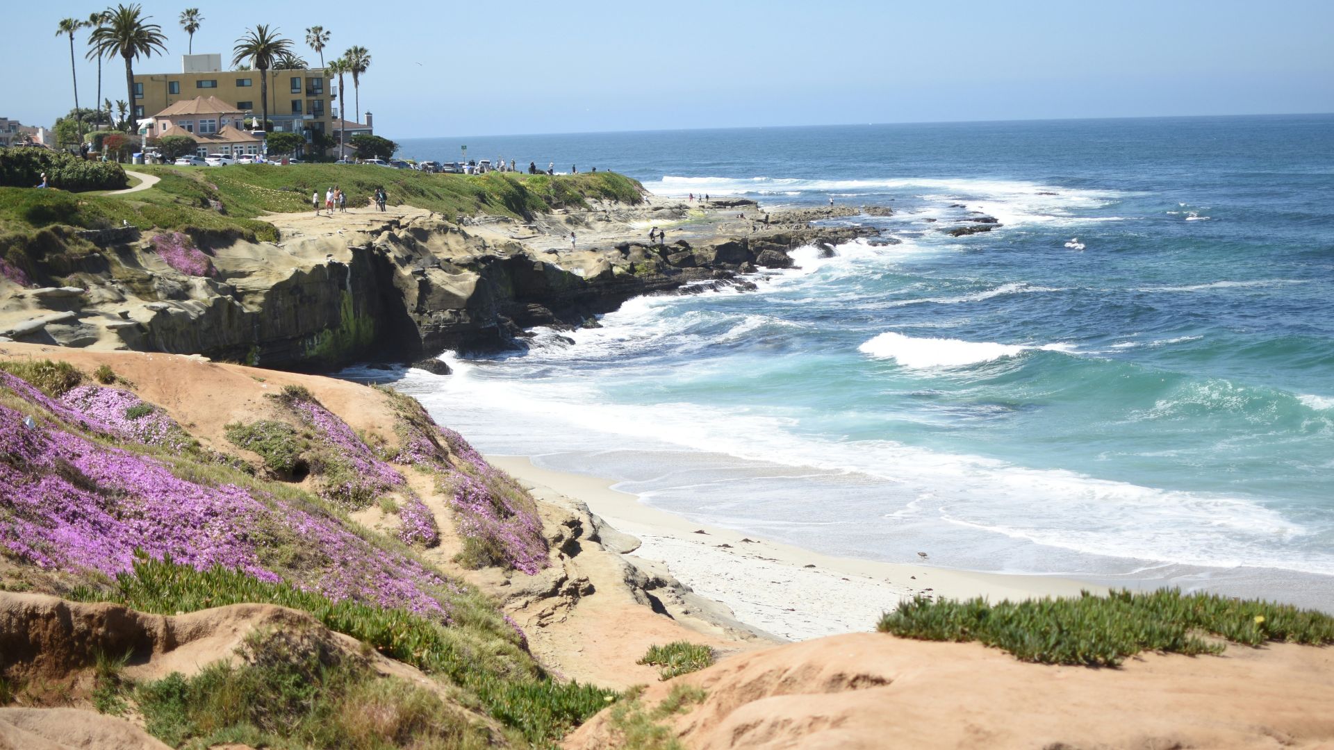 A scenic view of La Jolla Cove in San Diego, California, featuring a sandy beach, rocky shoreline with crashing waves, a cliffside covered in purple flowers and green vegetation, and a building with palm trees in the background under a clear blue sky.