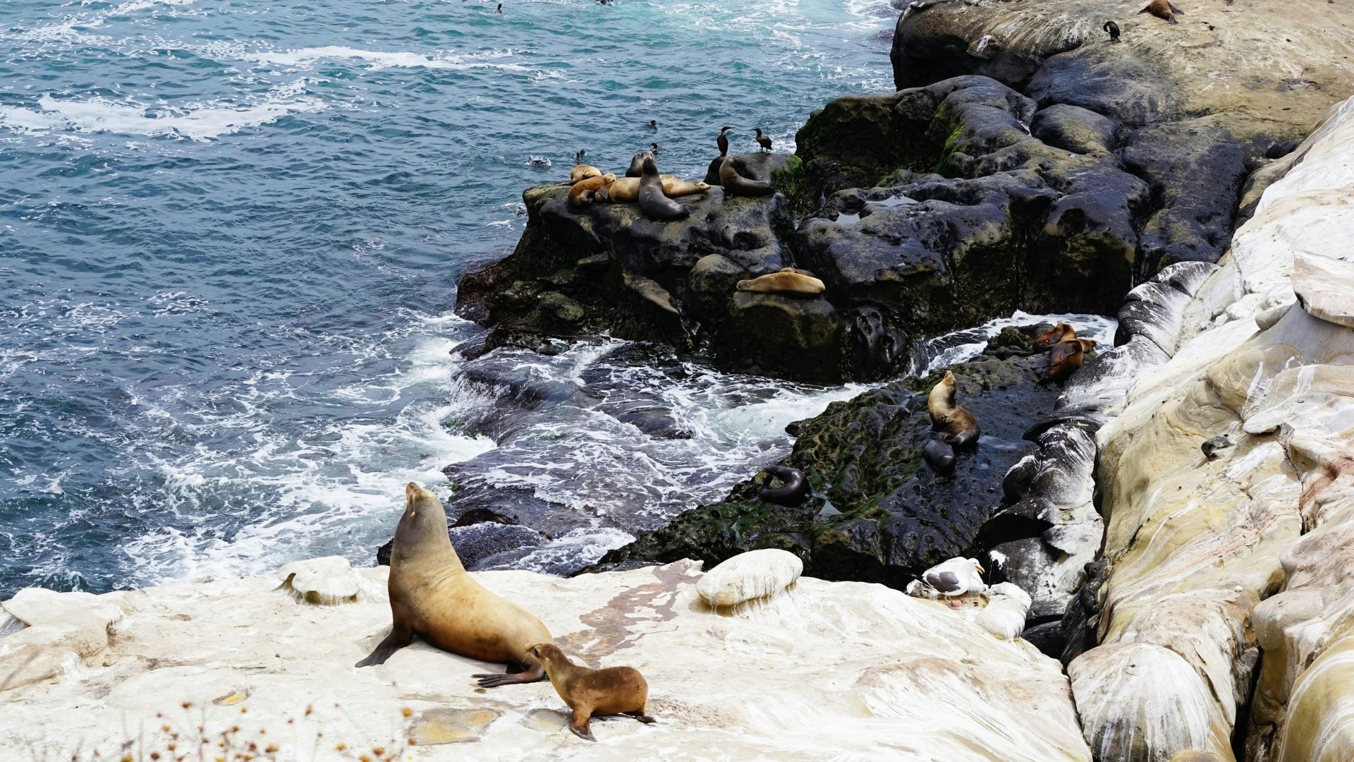 A sea lion and a pup rest on a rocky outcrop at La Jolla Cove, with the ocean and distant coastline in the background, and wildflowers in the foreground. 
