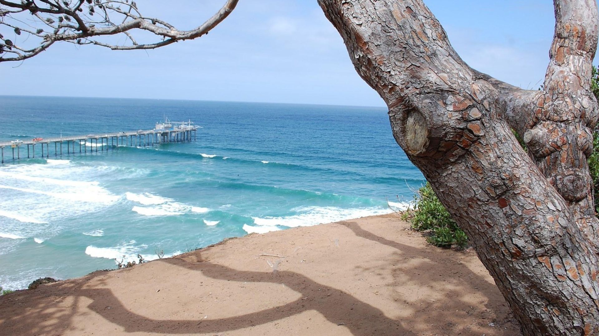 A view from a cliff overlooking a pier extending into a blue ocean with waves crashing on the shore, framed by a large, textured tree trunk and branches in the foreground.