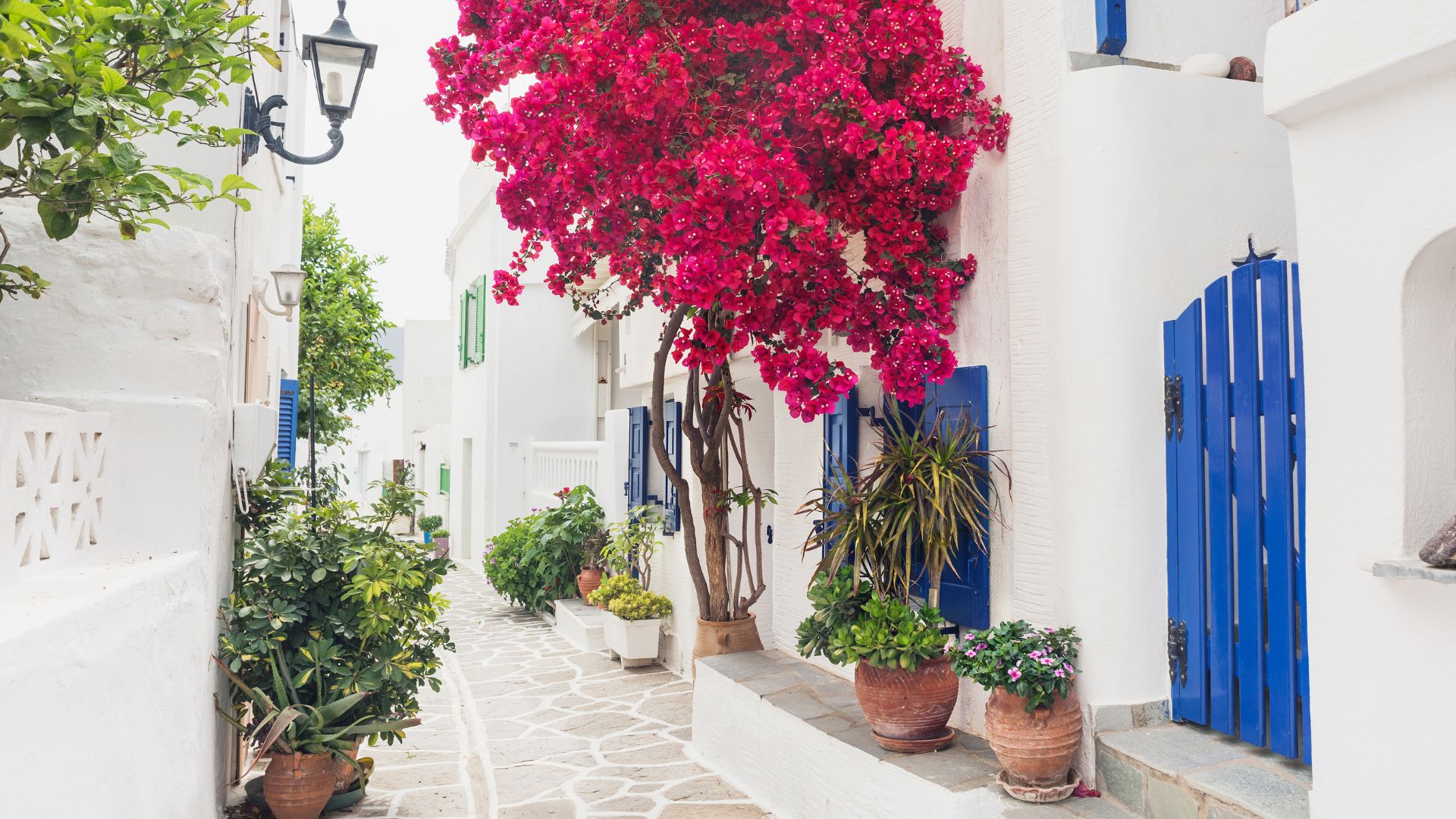 A picturesque street in Lefkes, Paros, with white buildings and pink bougainvillea.