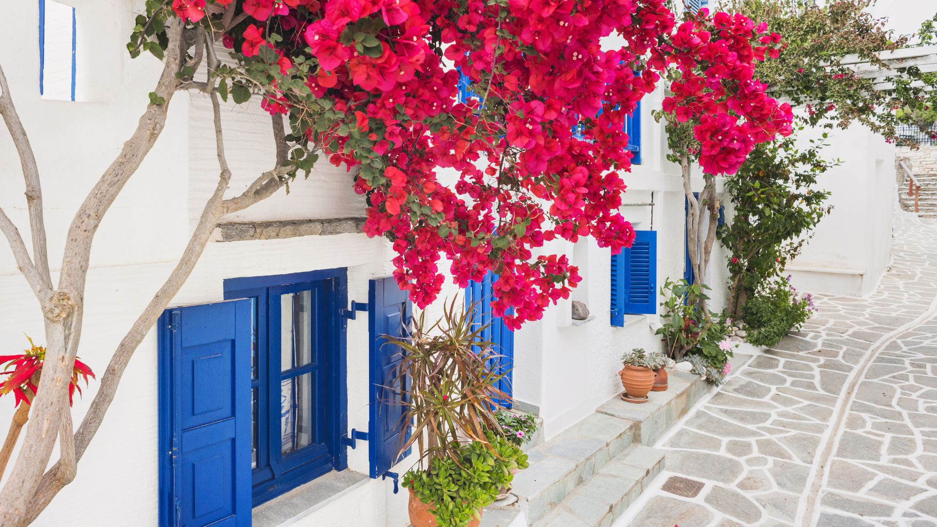 A picturesque street in Lefkes, Paros, with white buildings, blue accents, and pink bougainvillea.