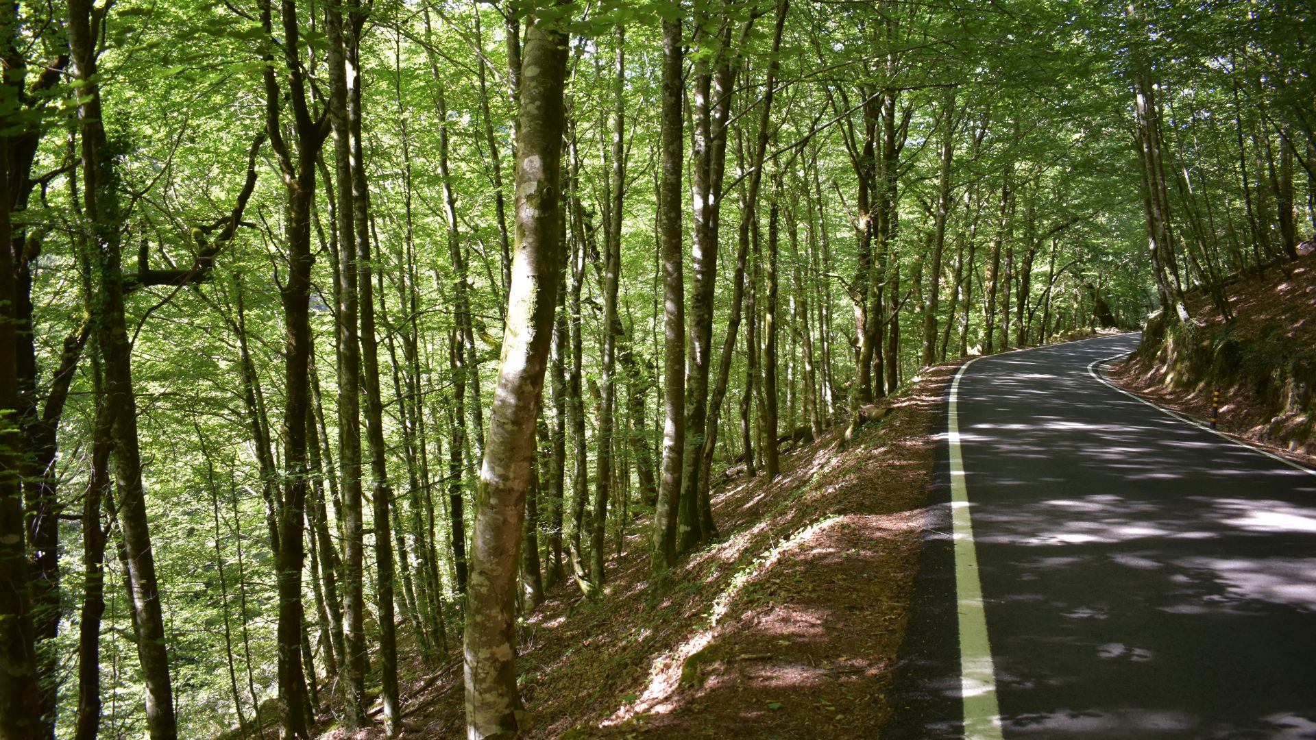 A paved road winding through a dense, lush green forest with tall trees and sunlight dappling through the canopy.