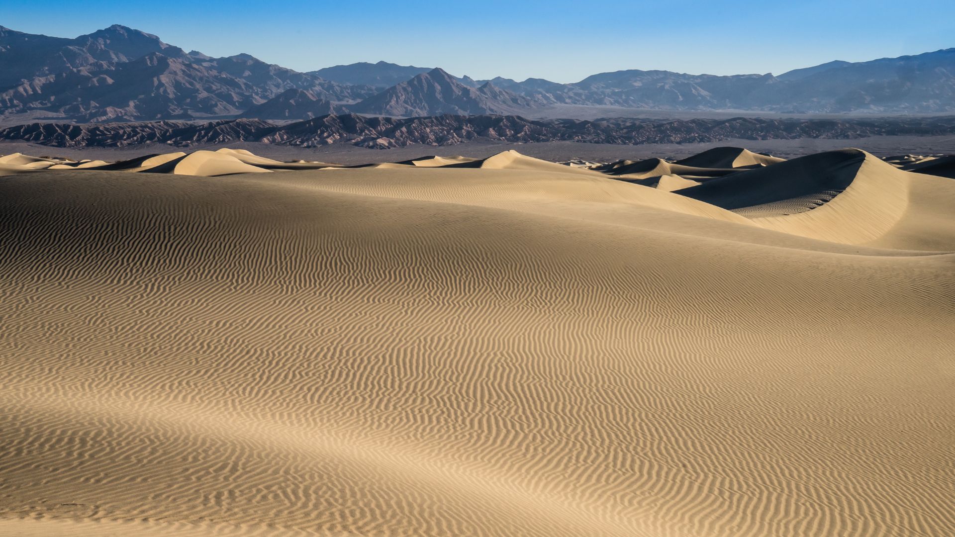 A wide shot of the Mesquite Flat Sand Dunes in Death Valley National Park, California, under a clear blue sky. The golden-brown sand dunes show distinct ripples and shadows from the sunlight, with larger mountains visible in the hazy distance behind them.