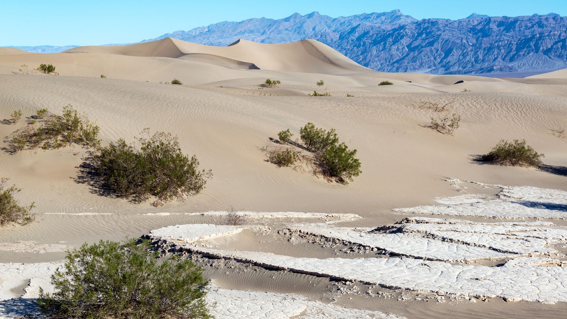 A wide-angle landscape photograph of Mesquite Flat Sand Dunes in Death Valley, California, under a clear blue sky. The foreground features cracked, dry earth and scattered desert shrubs, leading into rolling sand dunes with distinct shadows highlighting their contours. In the background, rugged mountains rise under a bright sky.