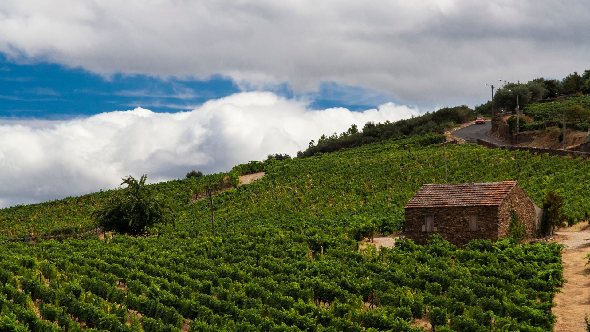 A small stone building nestled within a sprawling green vineyard on a hillside, with a winding road visible further up the slope under a cloudy sky in Miranda do Douro, Portugal.