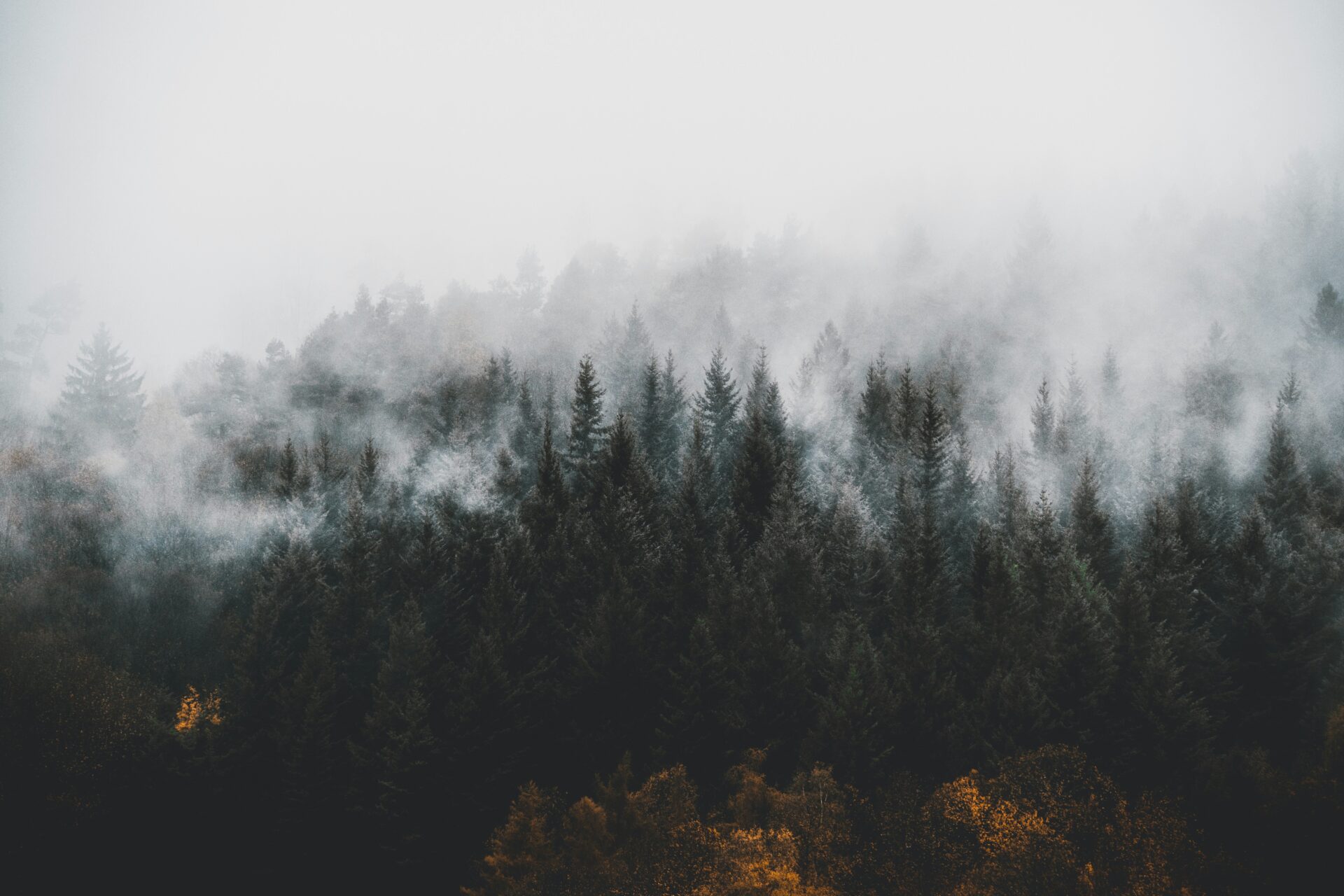 Misty view of the Black Forest with dense trees fading into layers of fog