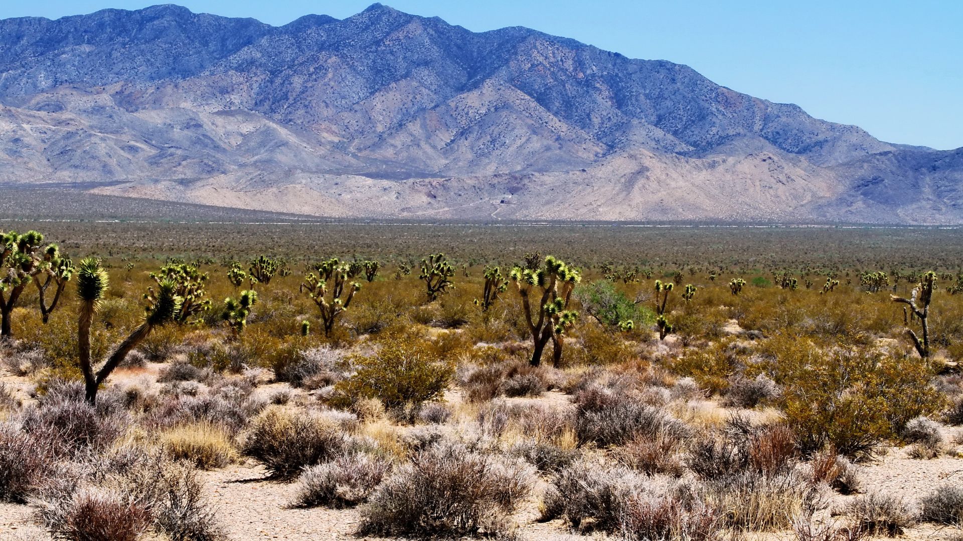 A wide shot of a desert landscape featuring numerous Joshua trees and other desert shrubs in the foreground, with a large range of mountains under a clear blue sky in the background.