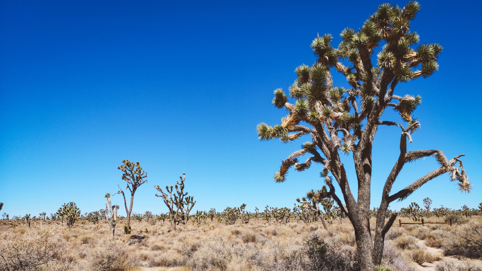 A wide-angle shot of a desert landscape under a clear blue sky, featuring several Joshua trees, with a large, prominent Joshua tree in the foreground on the right.