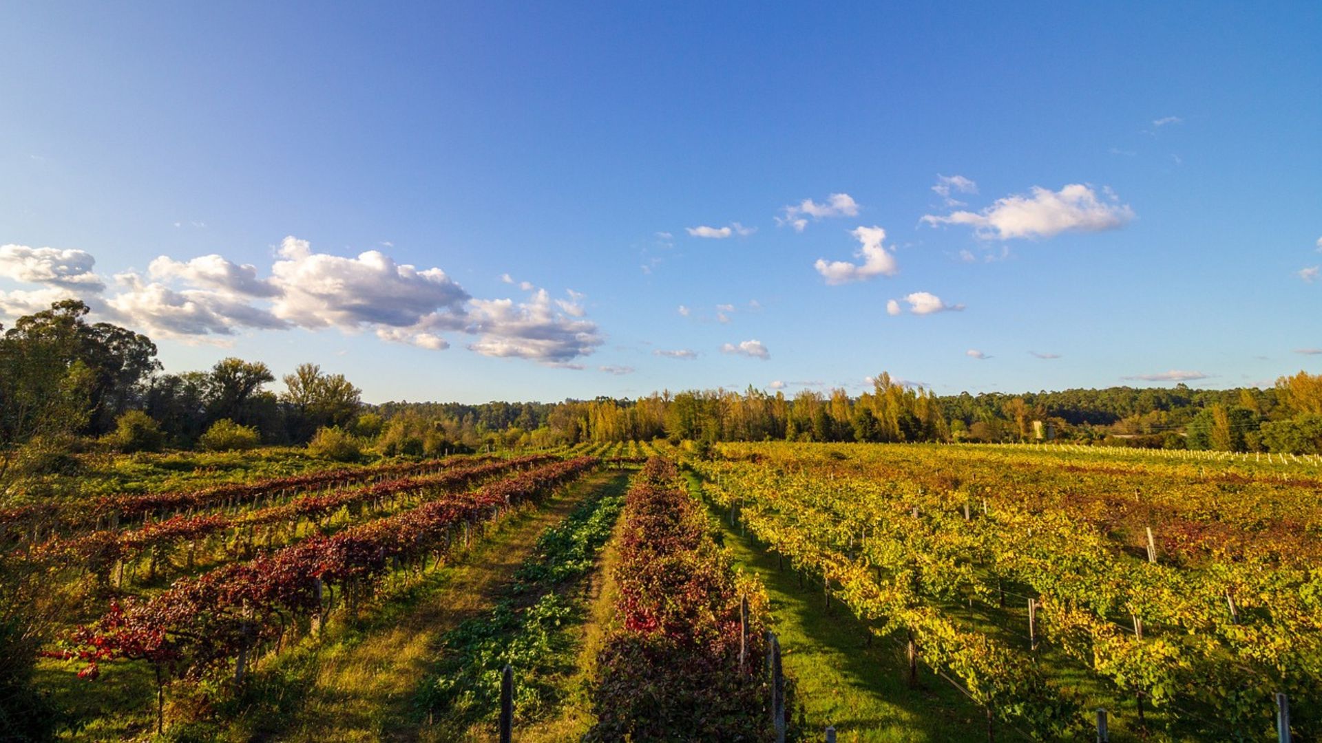 A vibrant vineyard landscape in Portugal under a bright blue sky with scattered clouds, showcasing rows of grapevines with colorful autumn foliage, ranging from deep reds to golden yellows.