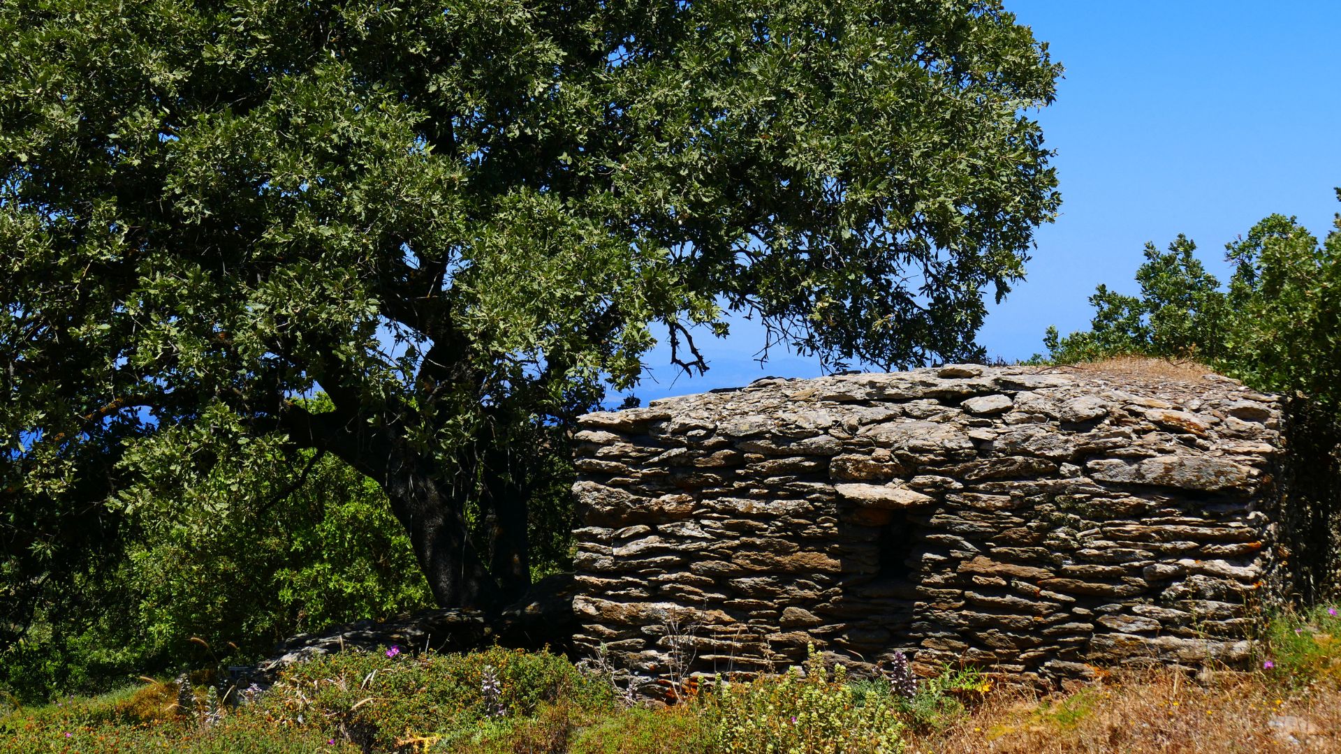 Oak forest in Kea, Greece with Aegean Sea in background.