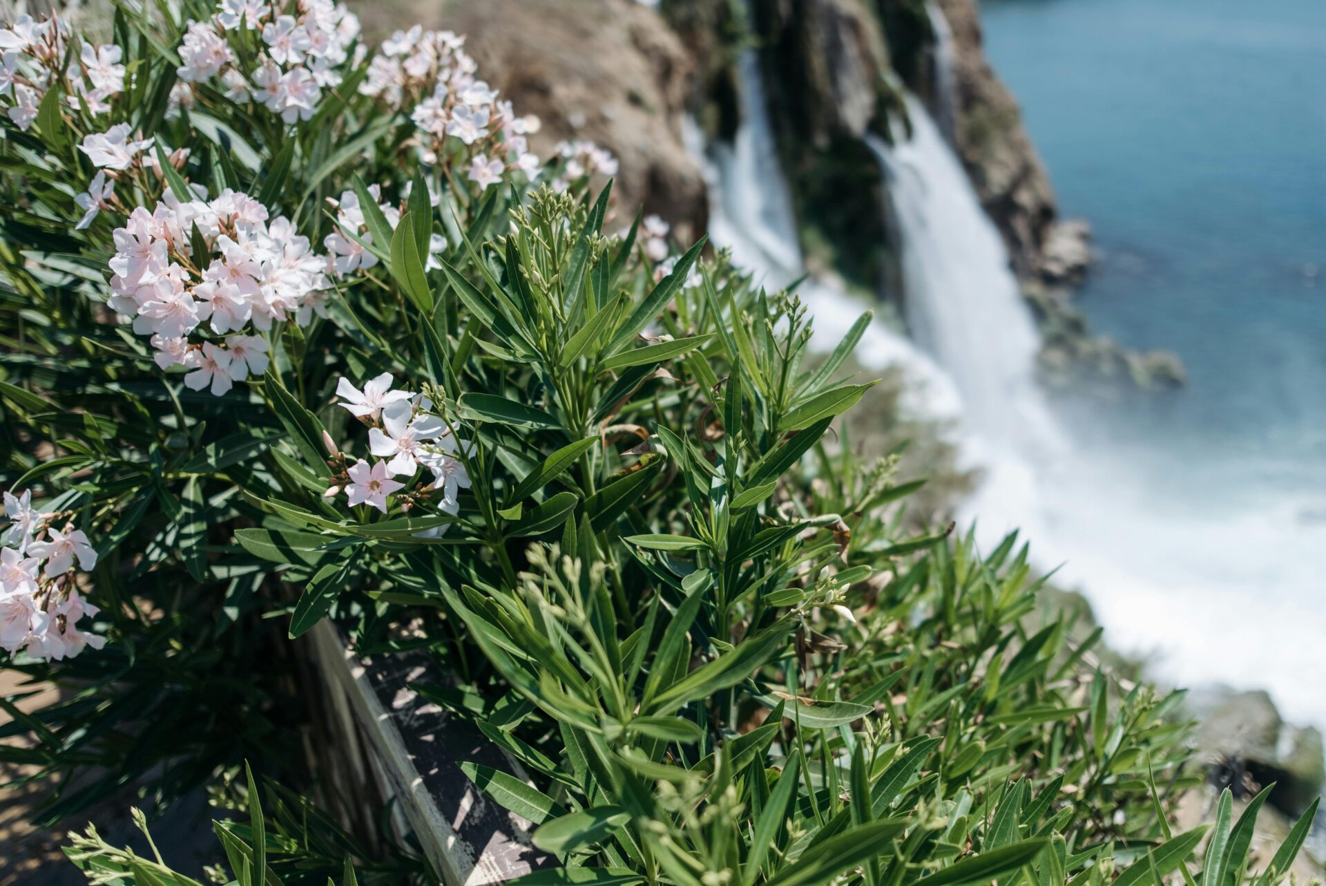 Oleander by the cliff