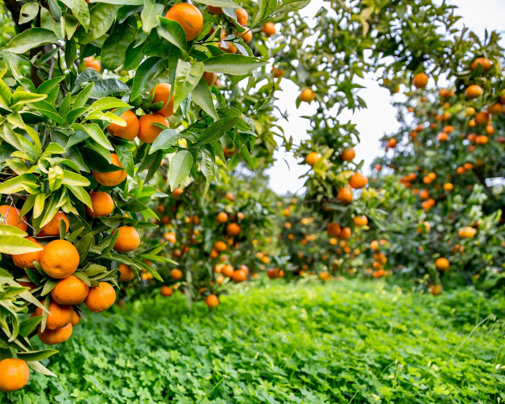 Orange Groves