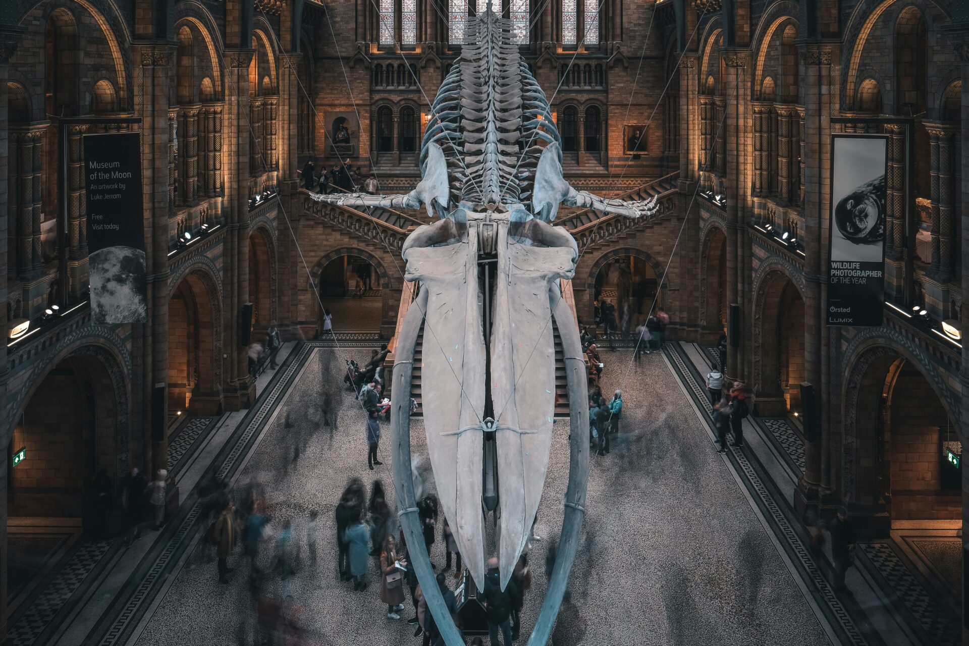 Overhead view of whale skeleton with people below