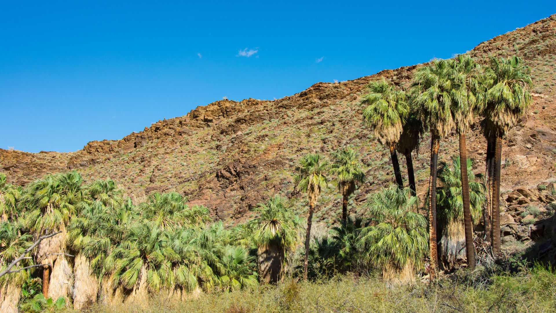 A wide shot of Palm Canyon in Indian Canyons, Palm Springs, California, showcasing a lush oasis of California Fan Palms contrasting with a rocky, arid mountainside under a clear blue sky.