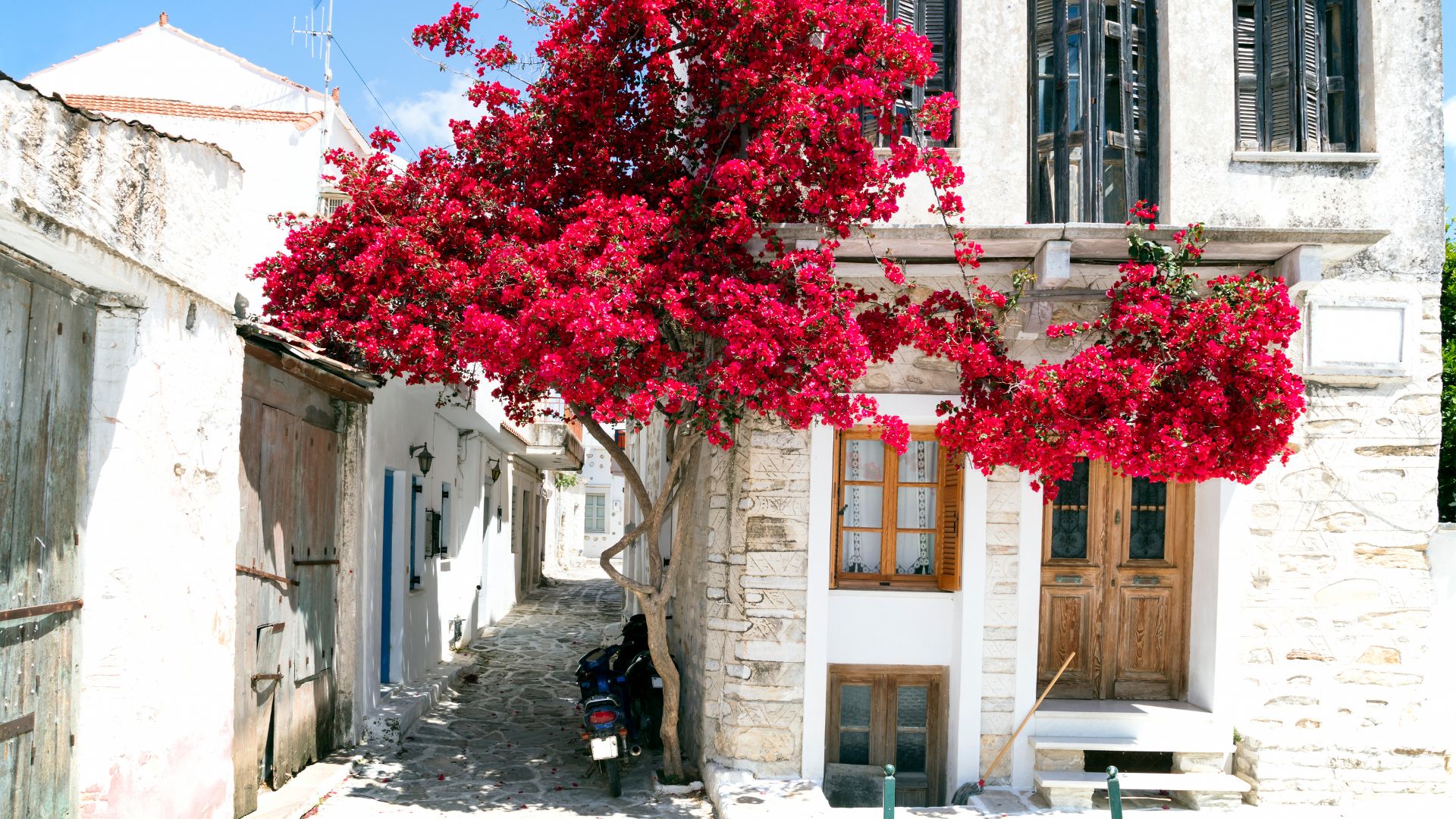 A narrow street in Paros, Greece, with a vibrant bougainvillea in full bloom.