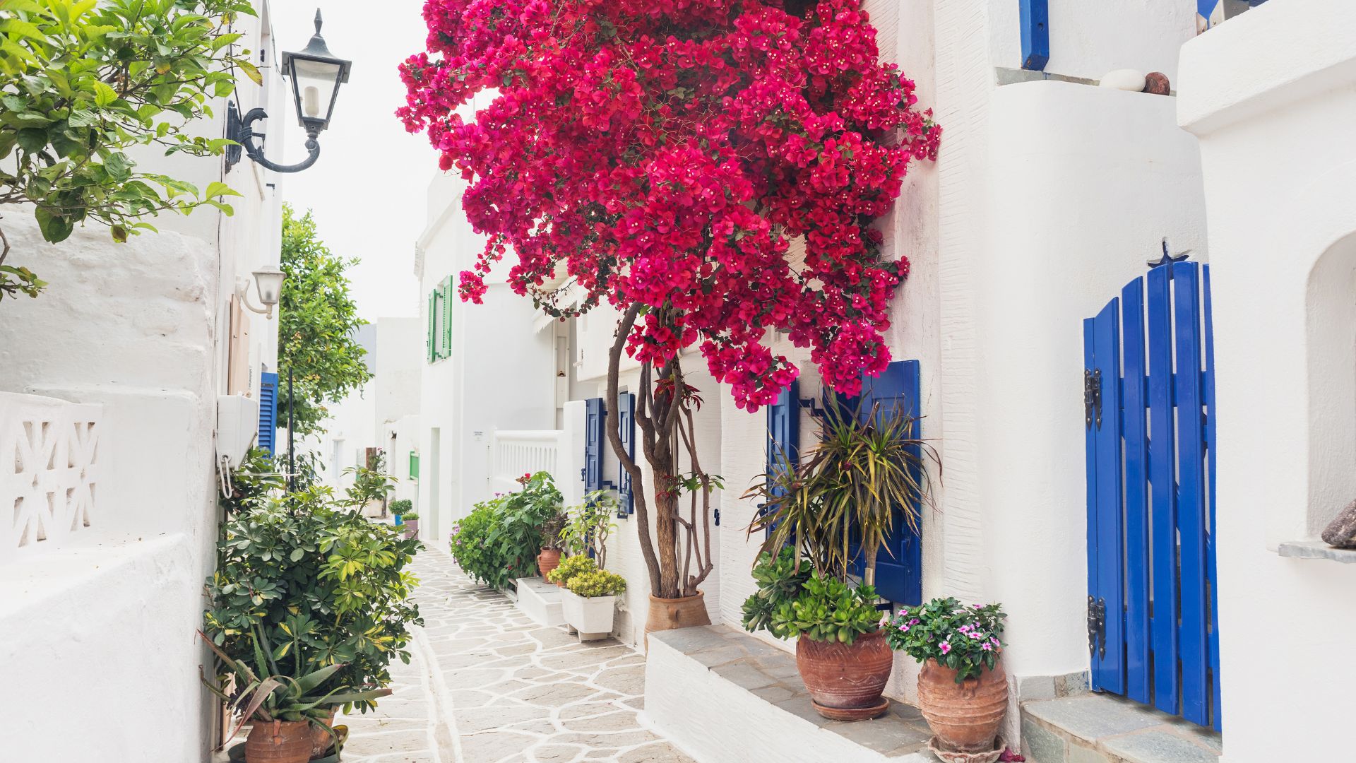 A narrow cobblestone street in Paros, Greece, with white buildings, blue doors, and vibrant pink bougainvillea.
