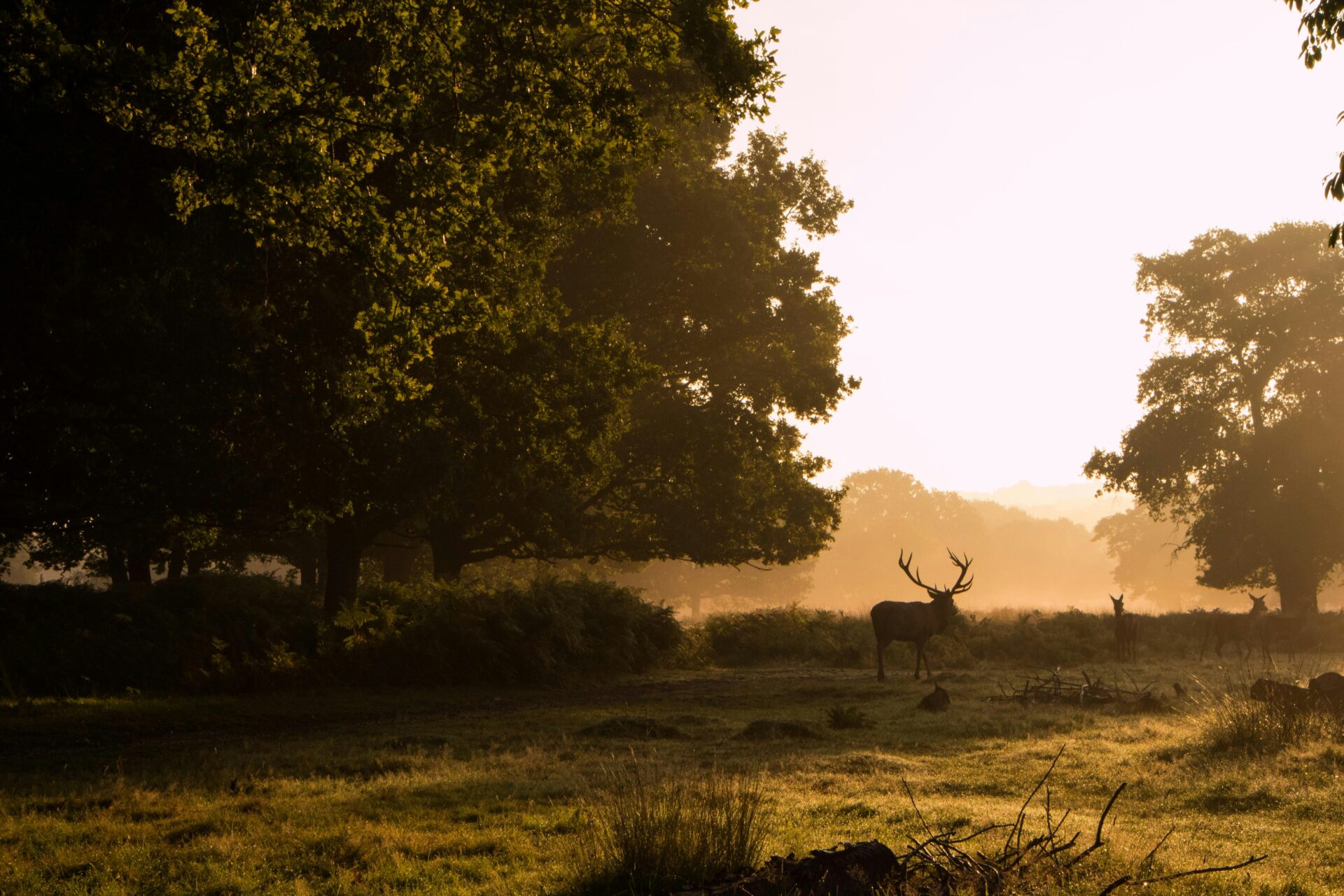 Peaceful scene of deer near a wooded area in Richmond Park