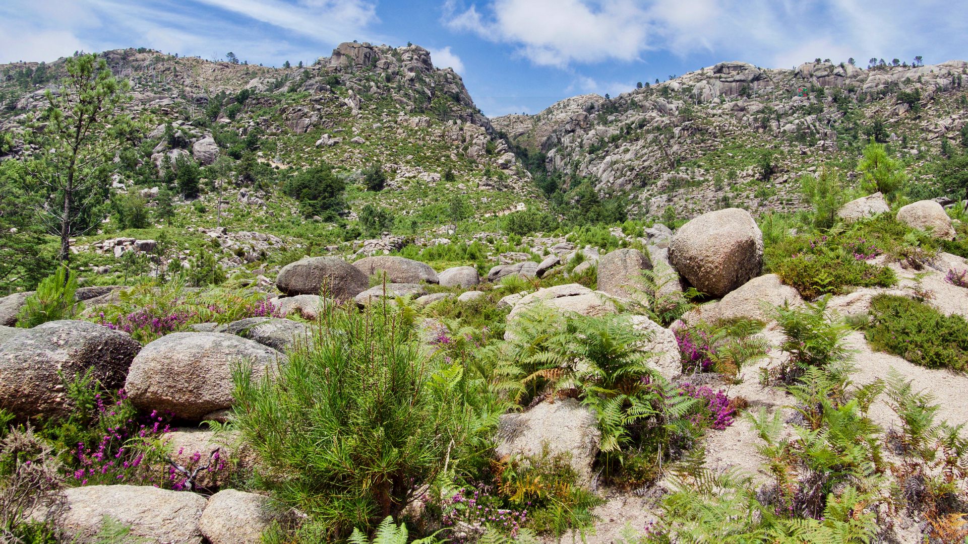 A rocky, mountainous landscape in Peneda-Gerês National Park, Portugal, with scattered green vegetation, including ferns and shrubs with purple flowers, under a partly cloudy sky.