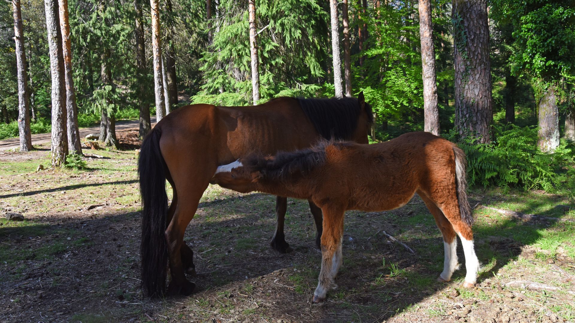 A brown mare with a dark mane and tail stands in a forest clearing, nursing a light brown foal. The foal has a lighter muzzle and lower legs. Tall trees are visible in the background.