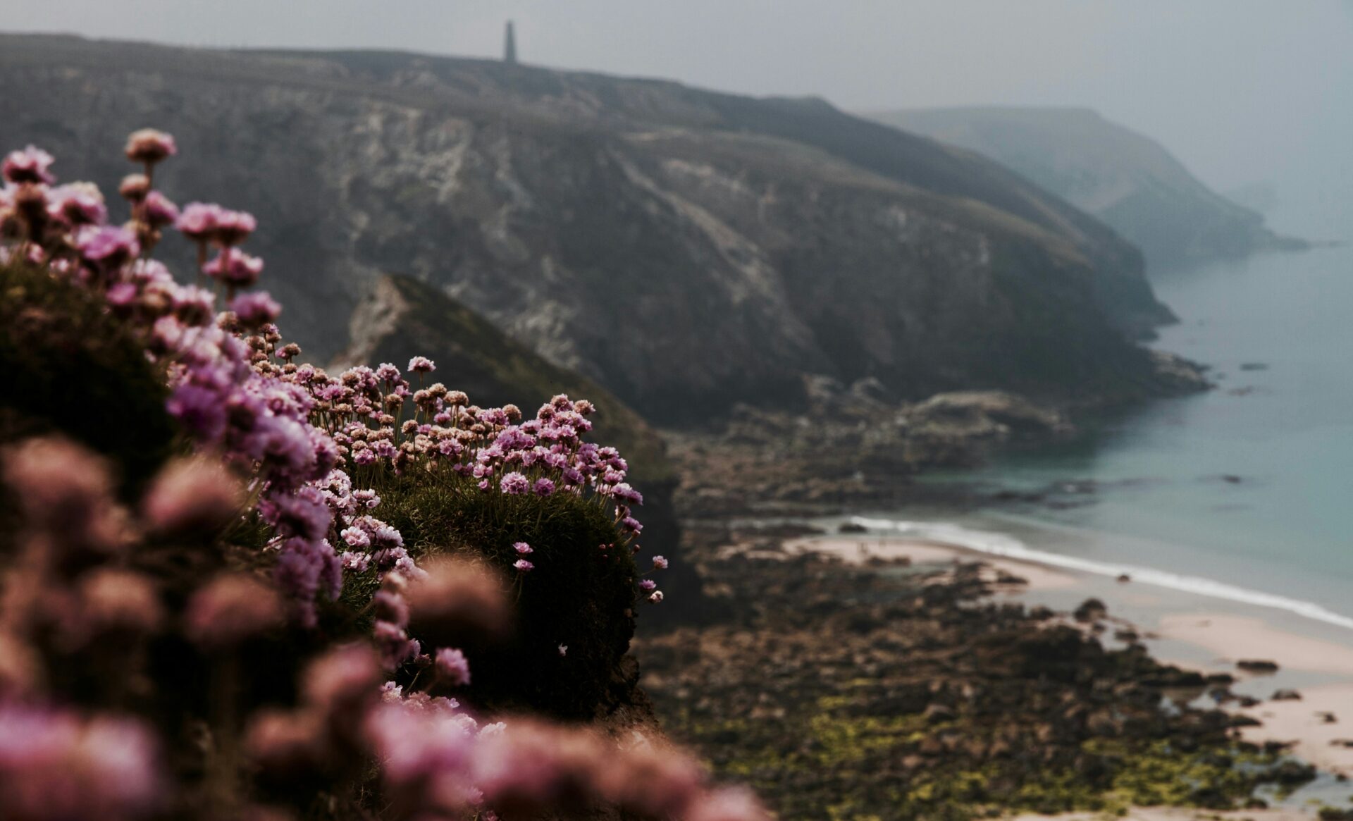 Pink sea thrift along a coastal cliff edge in Cornwall