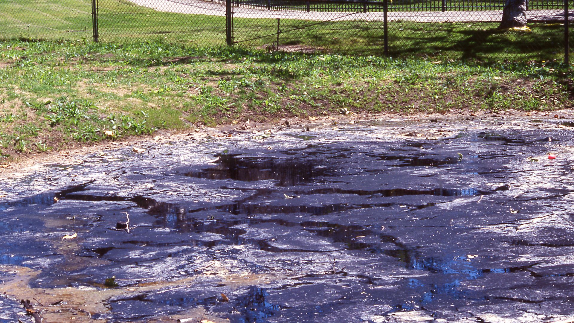 A natural asphalt seep, or tar pit, at the La Brea Tar Pits in Los Angeles, covered with fallen leaves and surrounded by lush green trees and fencing, illustrating a significant paleontological site.