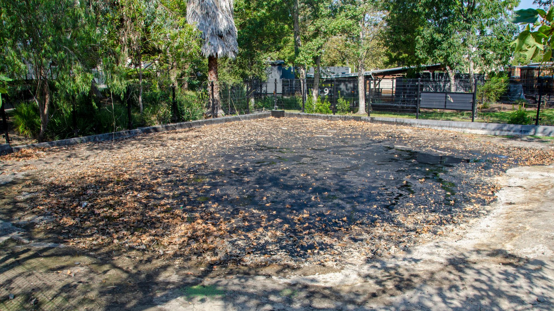 A natural asphalt seep, or tar pit, at the La Brea Tar Pits in Los Angeles, covered with fallen leaves and surrounded by lush green trees and fencing, illustrating a significant paleontological site.