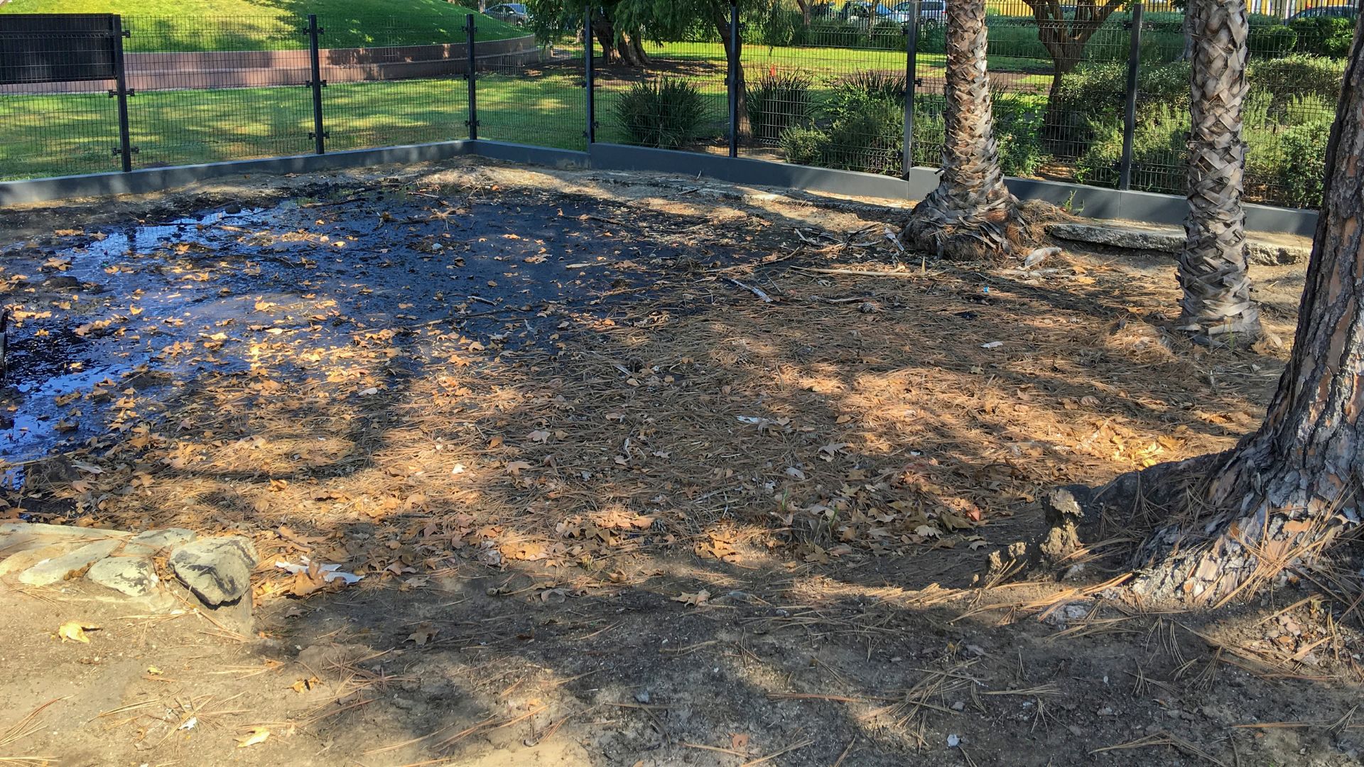 A natural asphalt seep, or tar pit, at the La Brea Tar Pits in Los Angeles, covered with fallen leaves and surrounded by lush green trees and fencing, illustrating a significant paleontological site.