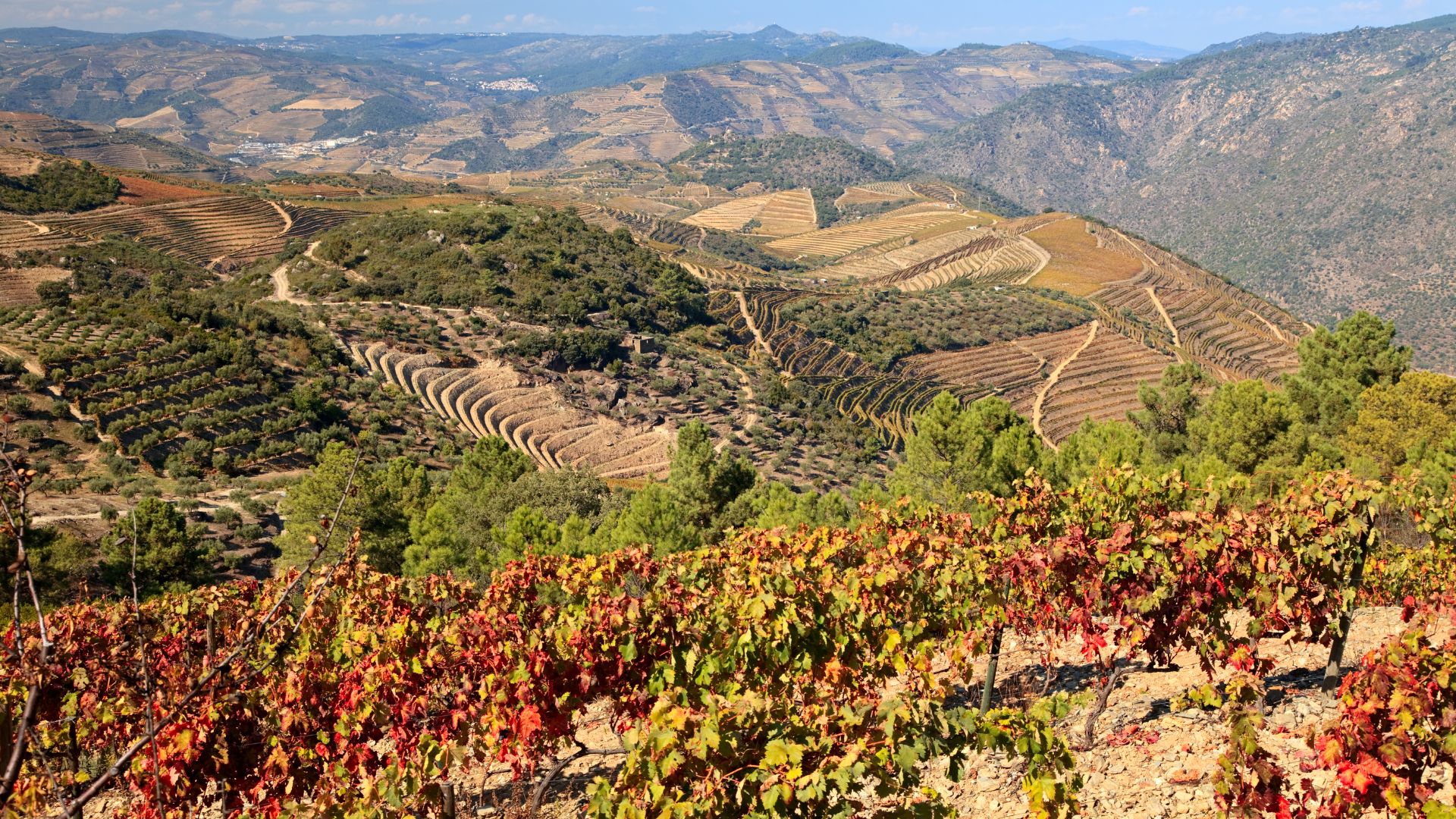 A scenic view of terraced vineyards in the Douro Valley, Portugal, with rolling hills and a mix of green and reddish-brown foliage.