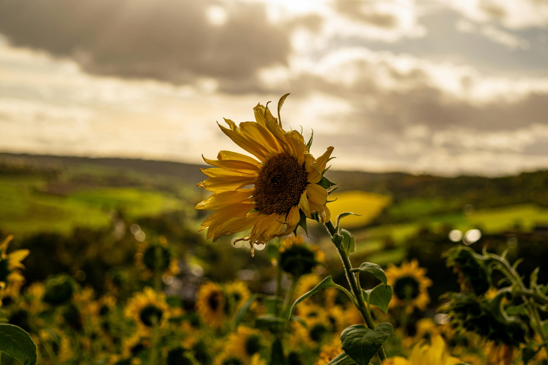 Bad Mergentheim Sunflower Tousling with Wind on Field