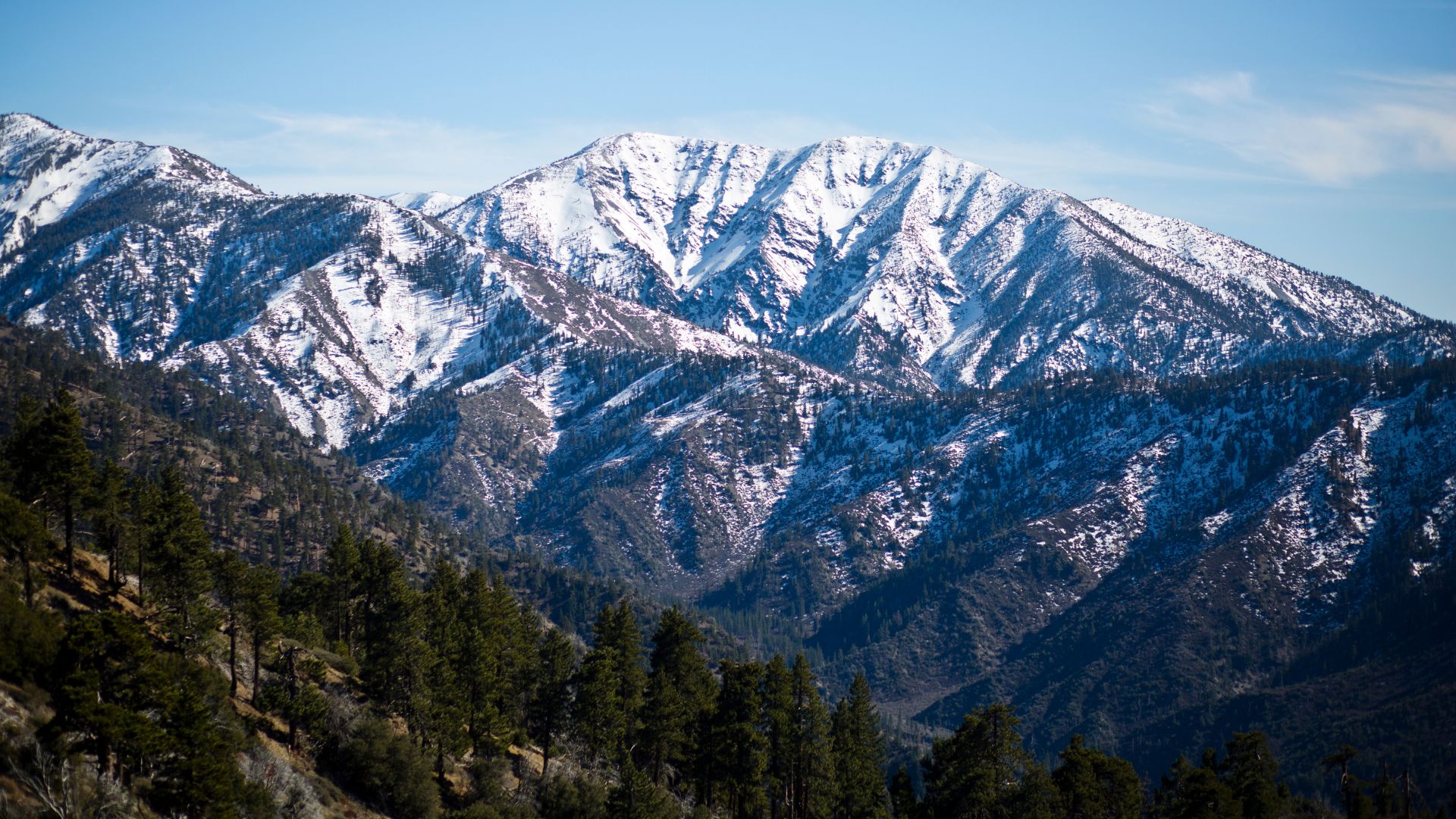 A scenic view of the snow-covered San Gabriel Mountains in Southern California, with evergreen trees in the foreground.