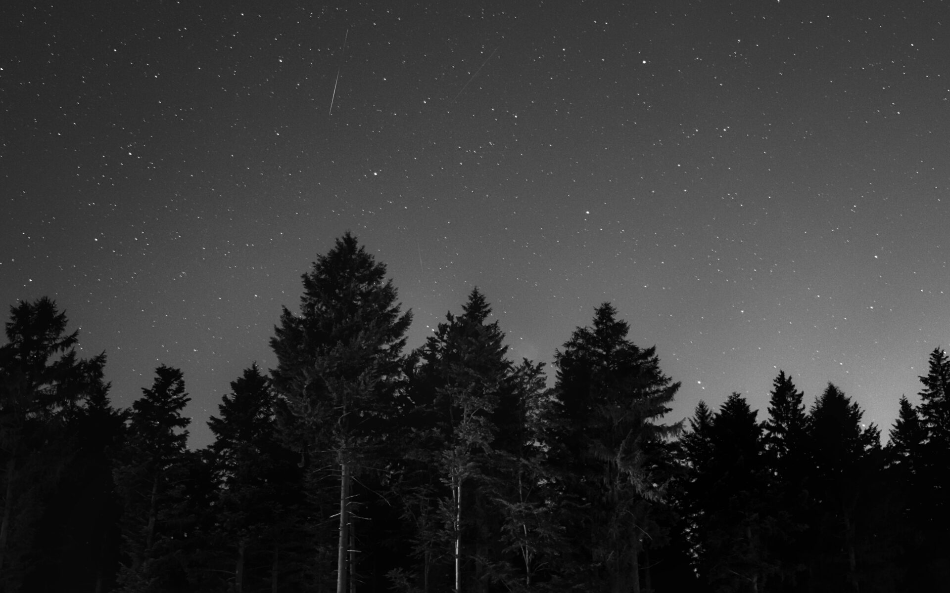 Star-filled night sky above the dense silhouette of the Black Forest trees
