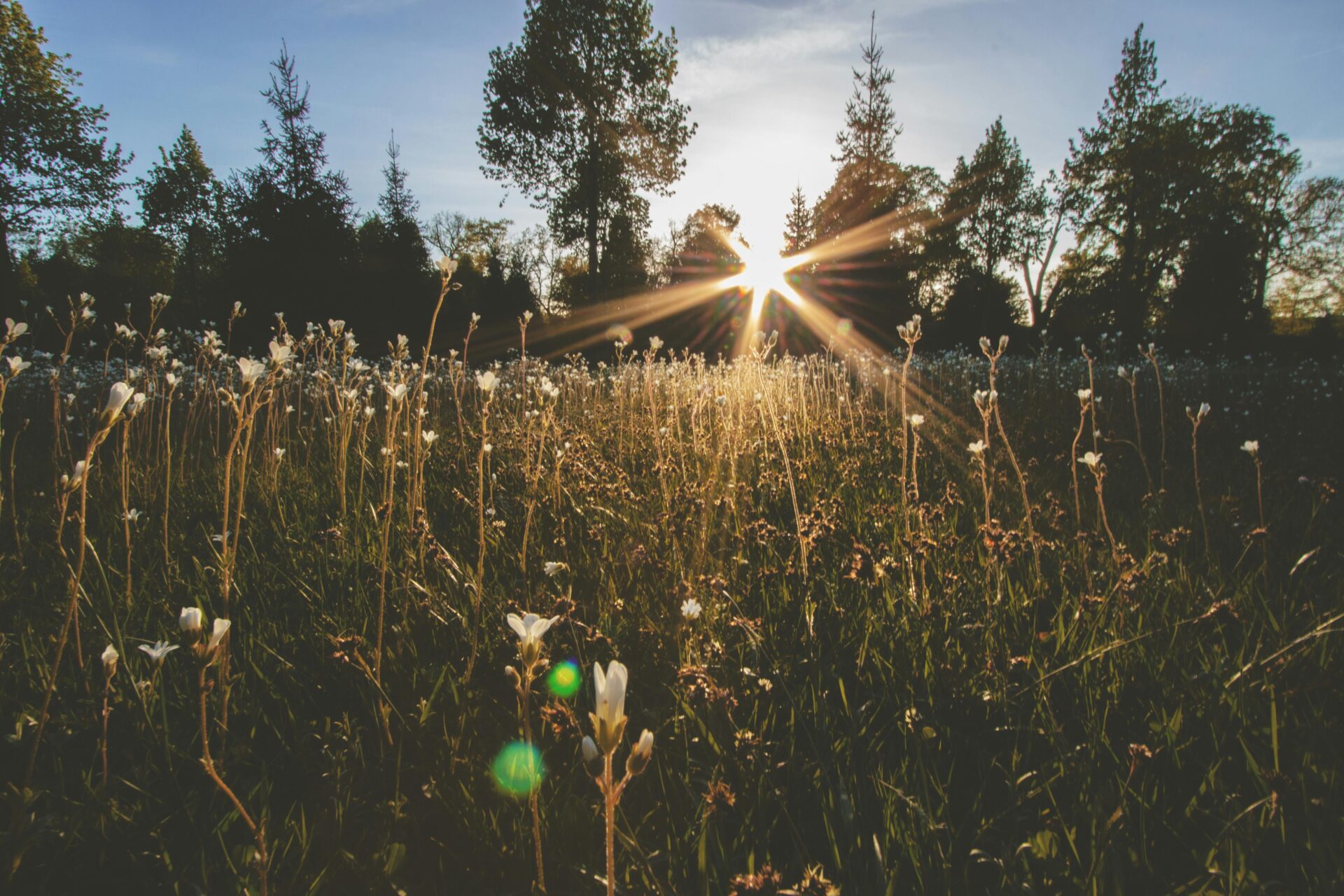 Sunlight filtering through tall trees in a forested area of Brandenburg