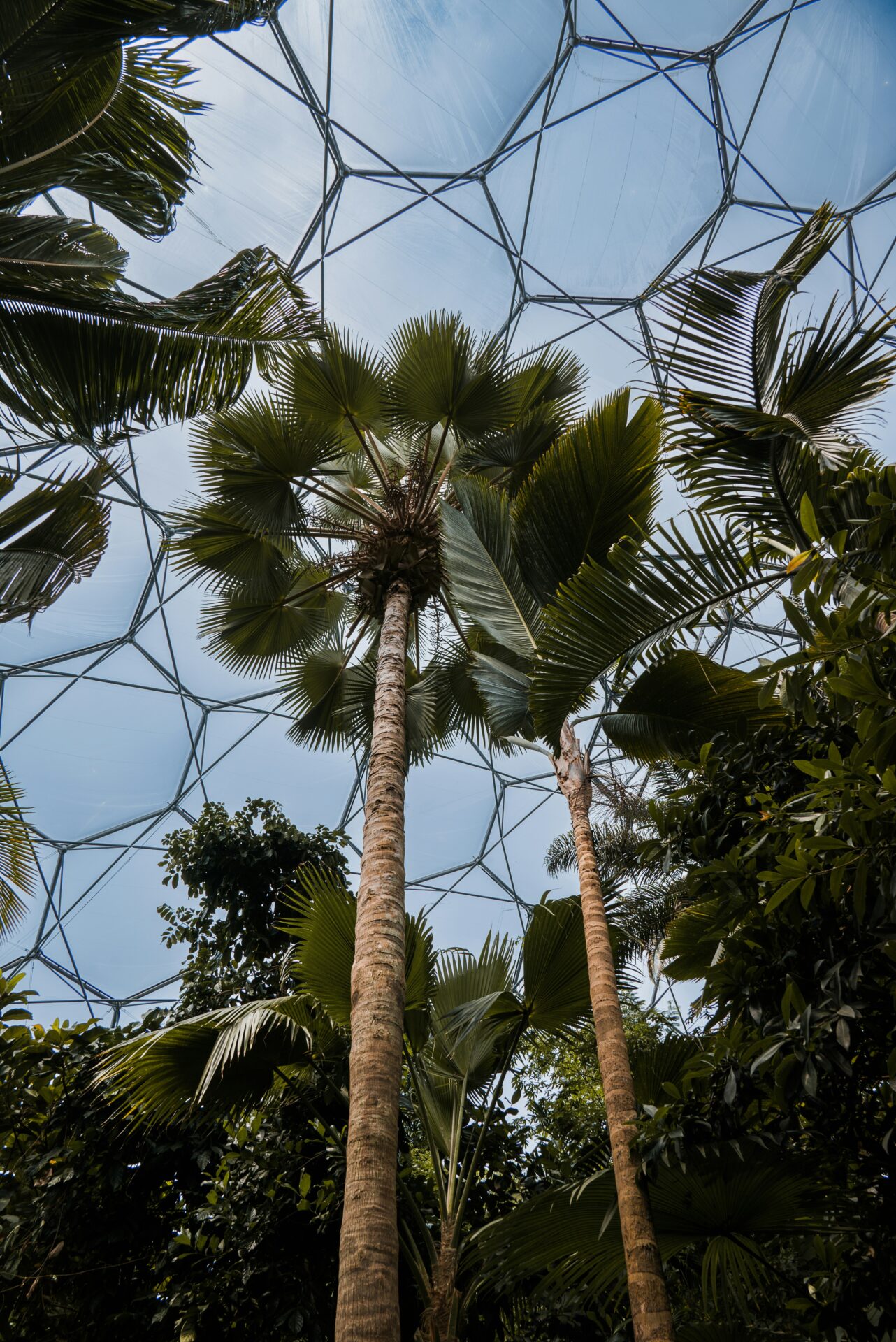 Towering palm trees stretching up to the glass roof inside the Eden Project’s Rainforest Biome