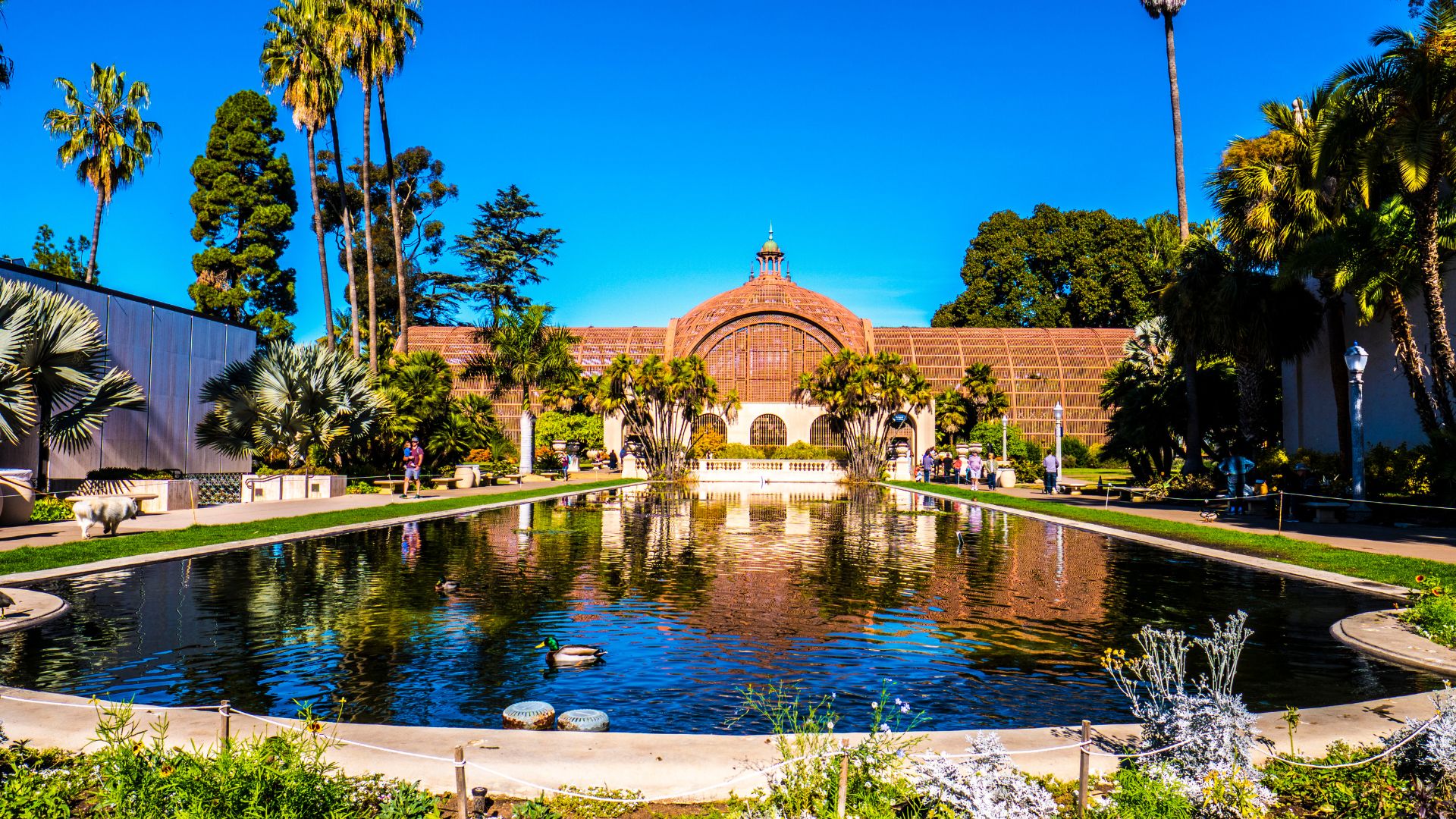 A wide shot of the iconic Botanical Building and lily pond in Balboa Park, San Diego, with lush palm trees and other greenery under a clear blue sky.