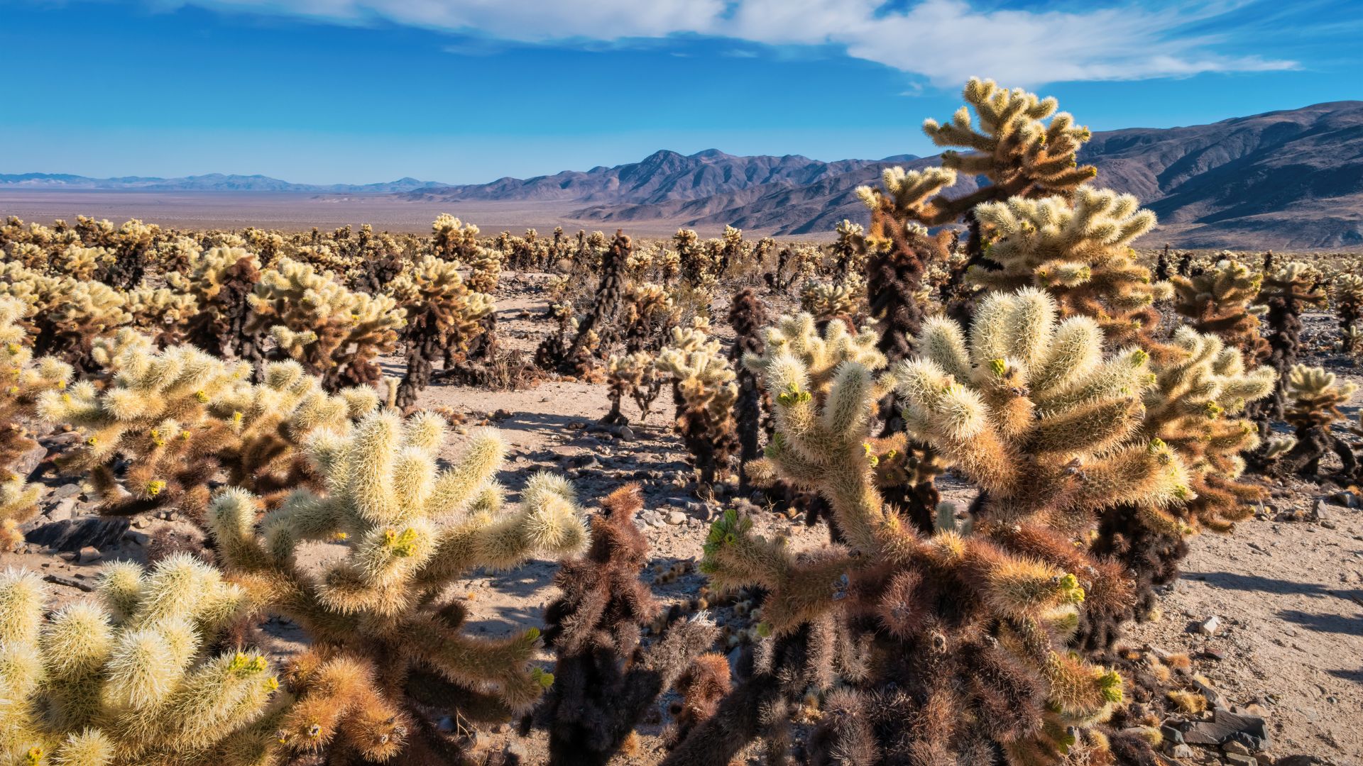 A wide-angle shot of the Cholla Cactus Garden in Joshua Tree National Park, California, featuring numerous teddy bear cholla cacti with their distinctive fuzzy, spiky appearance in a desert landscape under a clear blue sky with distant mountains.