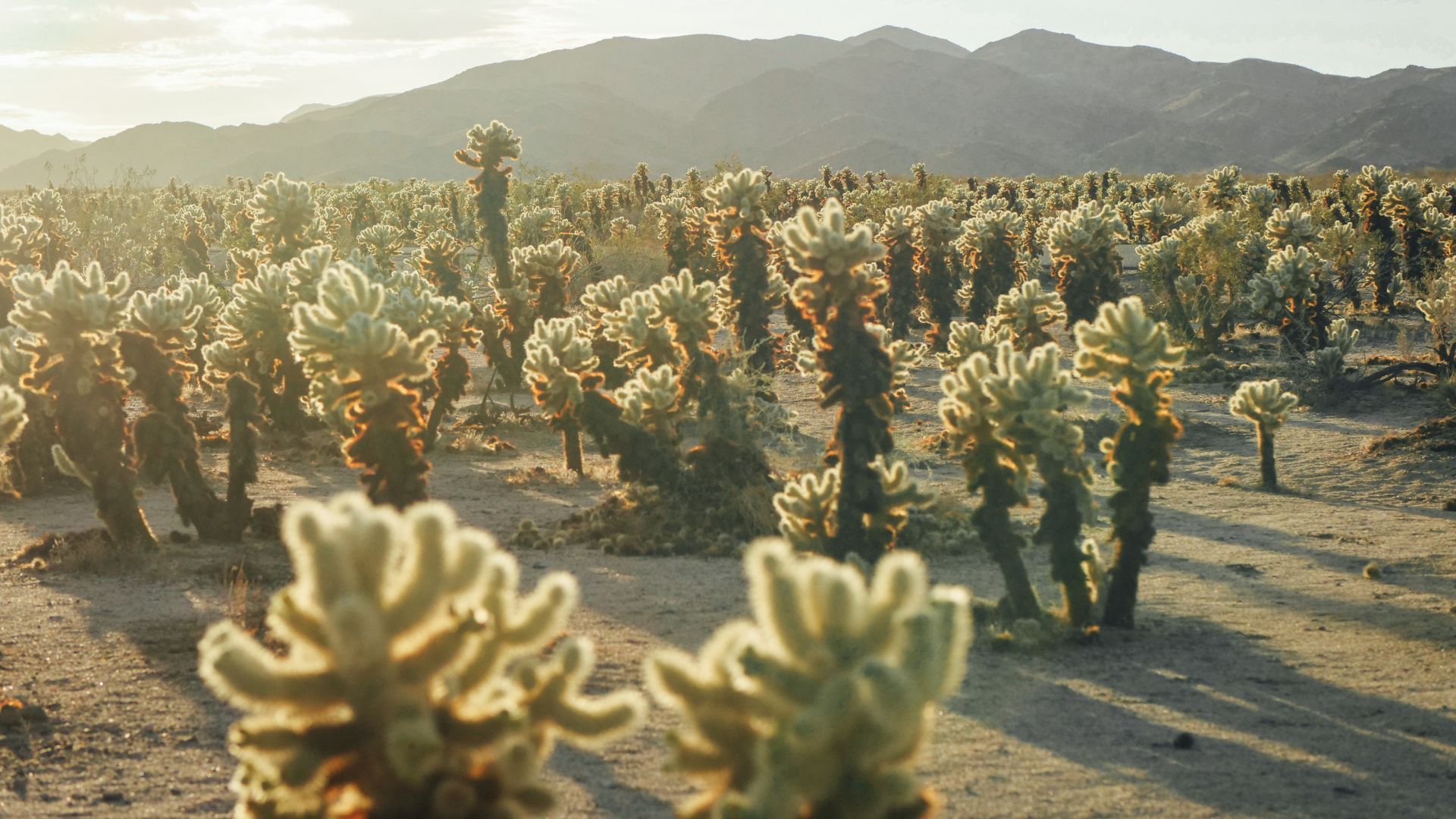 A wide-angle shot of the Cholla Cactus Garden in Joshua Tree National Park, California, featuring numerous teddy bear cholla cacti with their distinctive fuzzy, spiky appearance in a desert landscape under a sky with distant mountains.