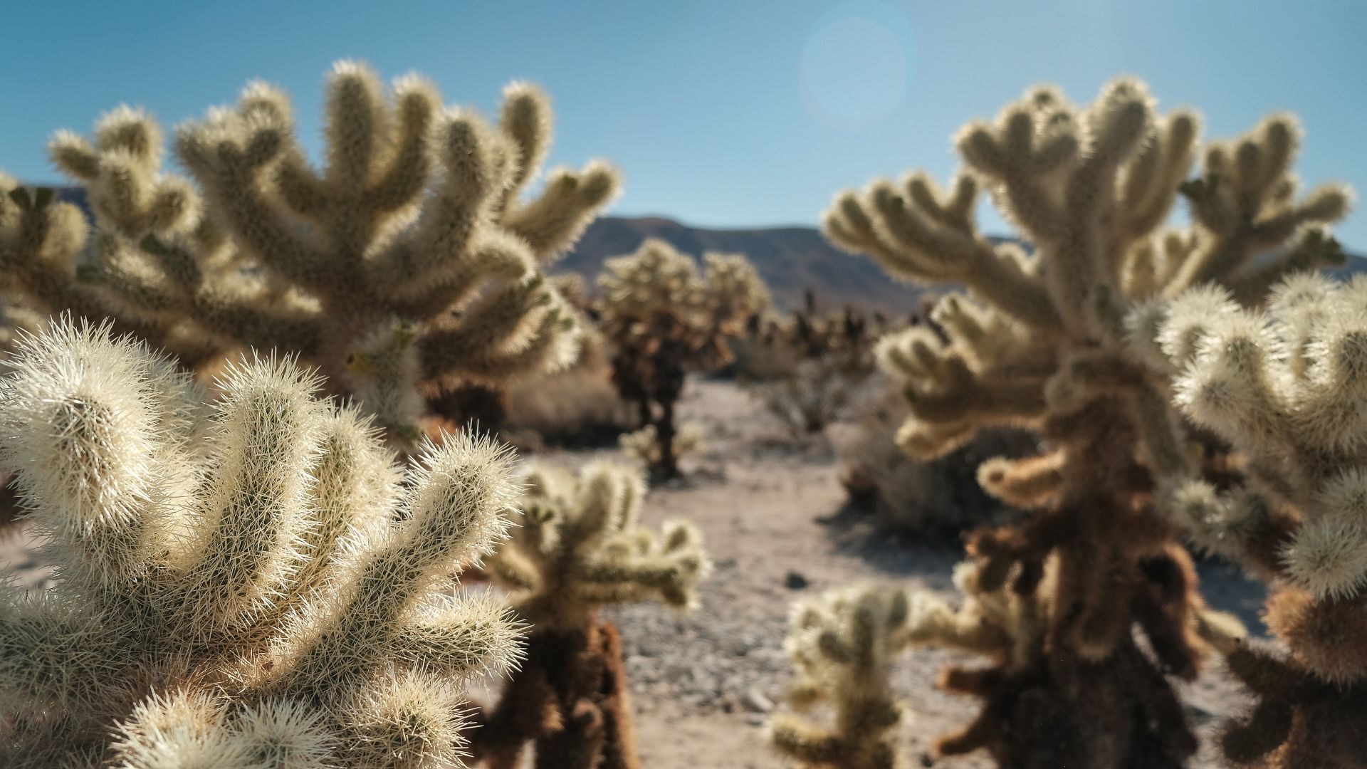 Close up shot of the Cholla Cactus Garden in Joshua Tree National Park, California, featuring numerous teddy bear cholla cacti with their distinctive fuzzy, spiky appearance in a desert landscape under a clear sky with distant mountains.