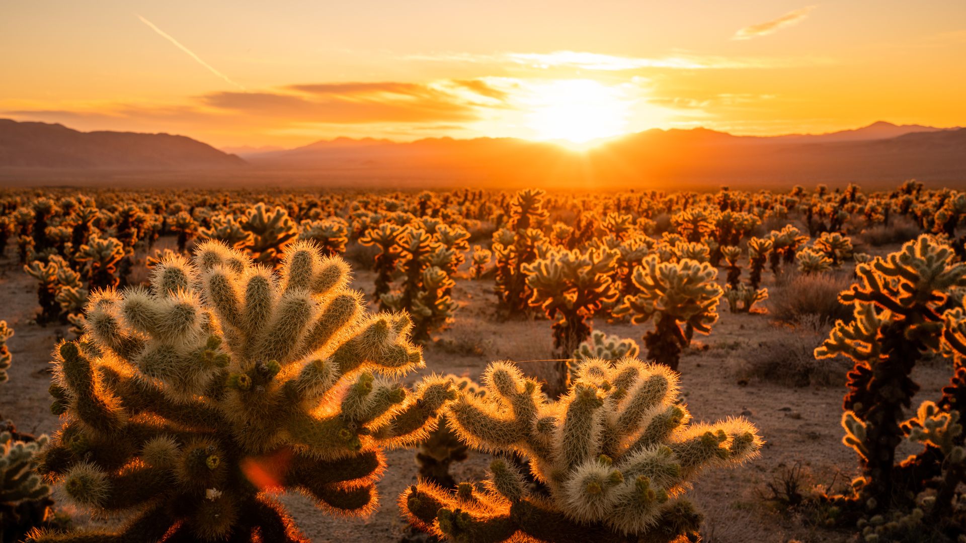 A wide-angle shot of the Cholla Cactus Garden in Joshua Tree National Park, California, featuring numerous teddy bear cholla cacti with their distinctive fuzzy, spiky appearance in a desert landscape under a orange sky with distant mountains.