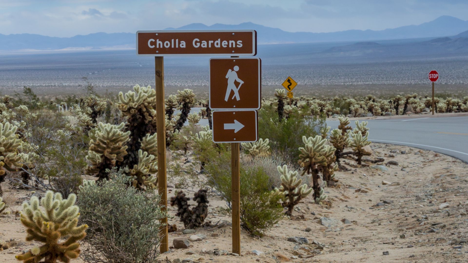A wide-angle shot of a signage at the Cholla Cactus Garden in Joshua Tree National Park, California, featuring numerous teddy bear cholla cacti with their distinctive fuzzy, spiky appearance in a desert landscape under a clear sky with distant mountains.