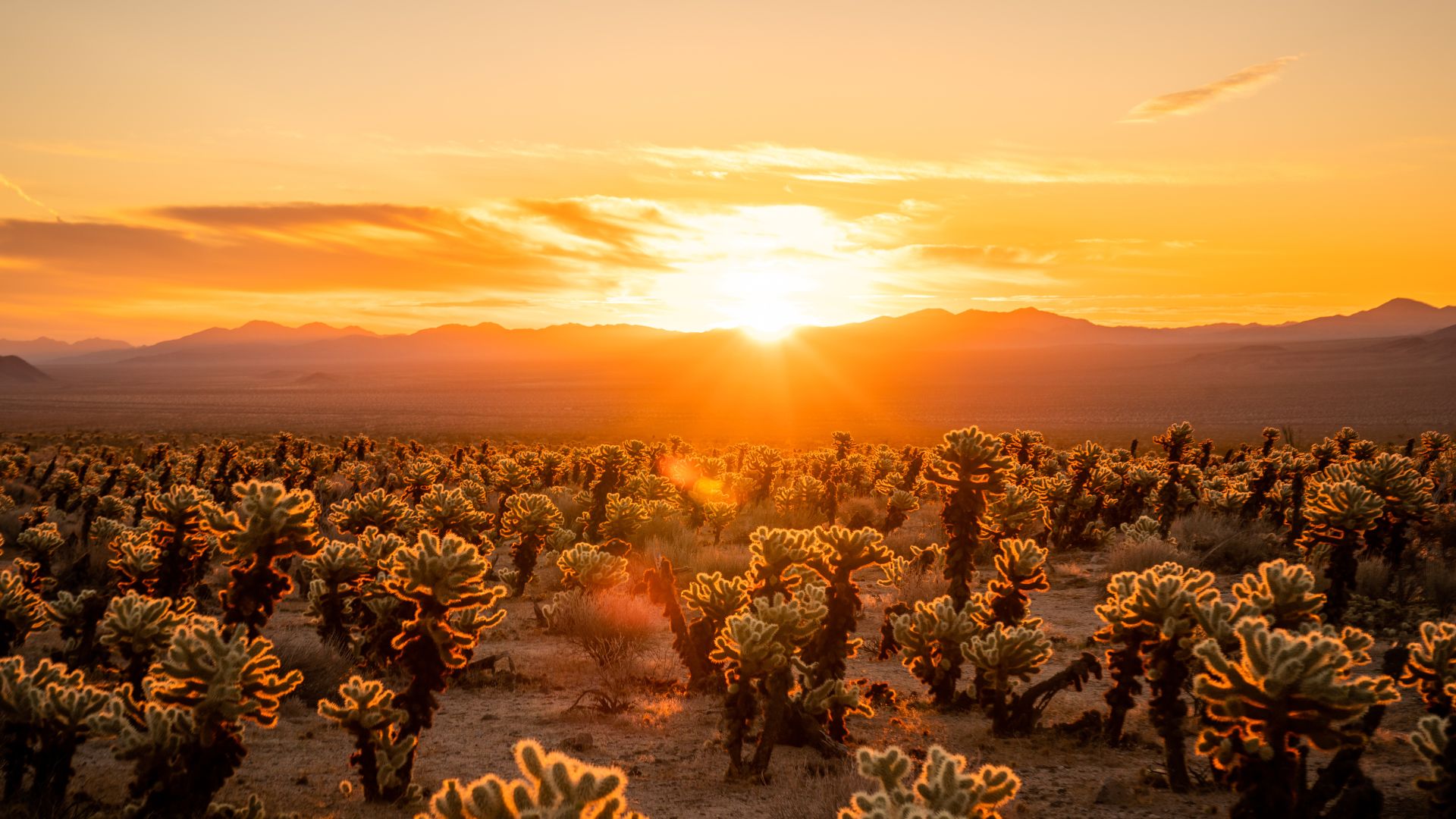 A wide-angle shot of the Cholla Cactus Garden in Joshua Tree National Park, California, featuring numerous teddy bear cholla cacti with their distinctive fuzzy, spiky appearance in a desert landscape under a orange sky with distant mountains.