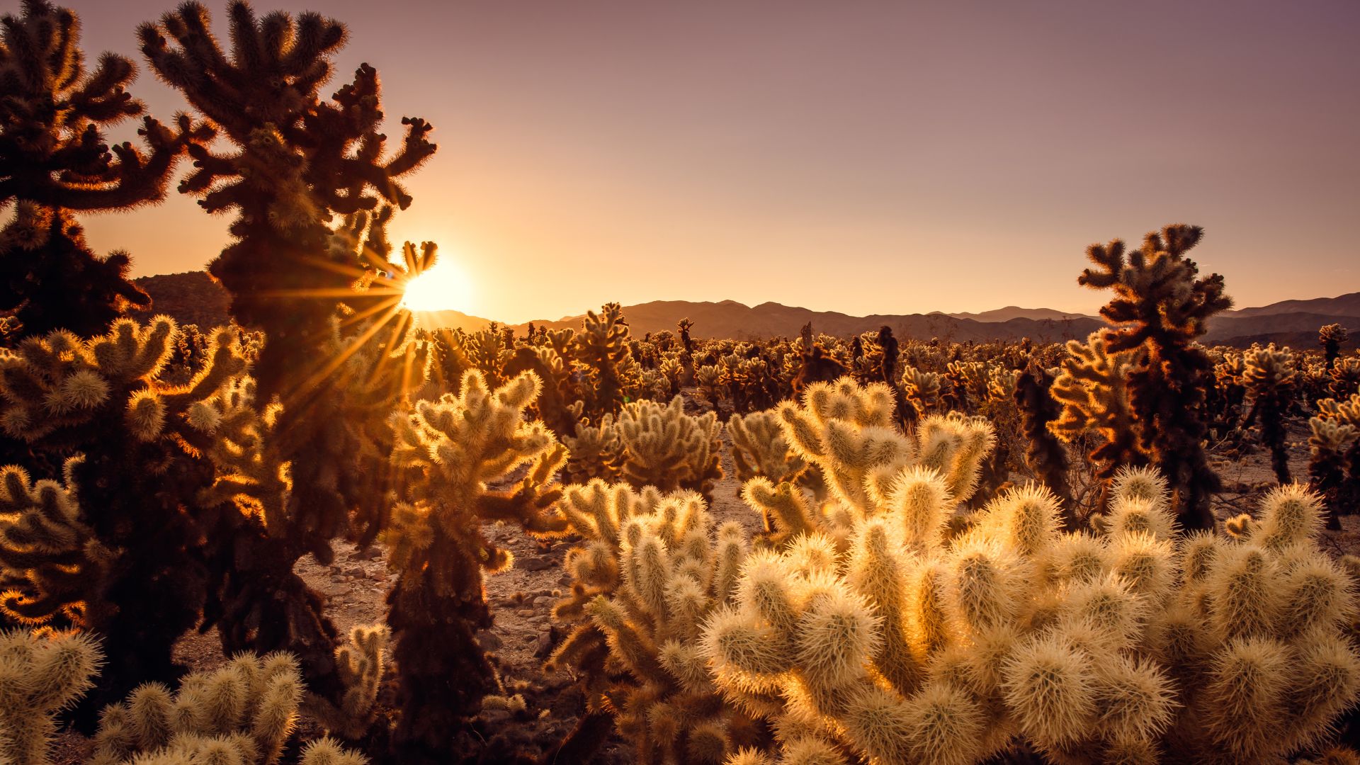A wide-angle shot of the Cholla Cactus Garden in Joshua Tree National Park, California, featuring numerous teddy bear cholla cacti with their distinctive fuzzy, spiky appearance in a desert landscape under an orange sky with distant mountains.