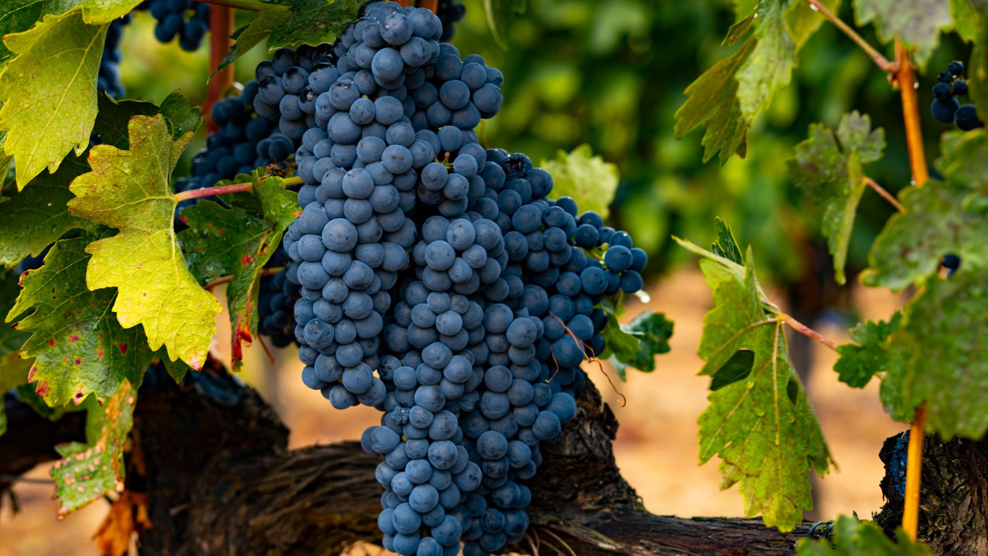 A close-up image of a cluster of dark purple Tinta Roriz (Tempranillo) grapes on a vine, surrounded by green leaves.