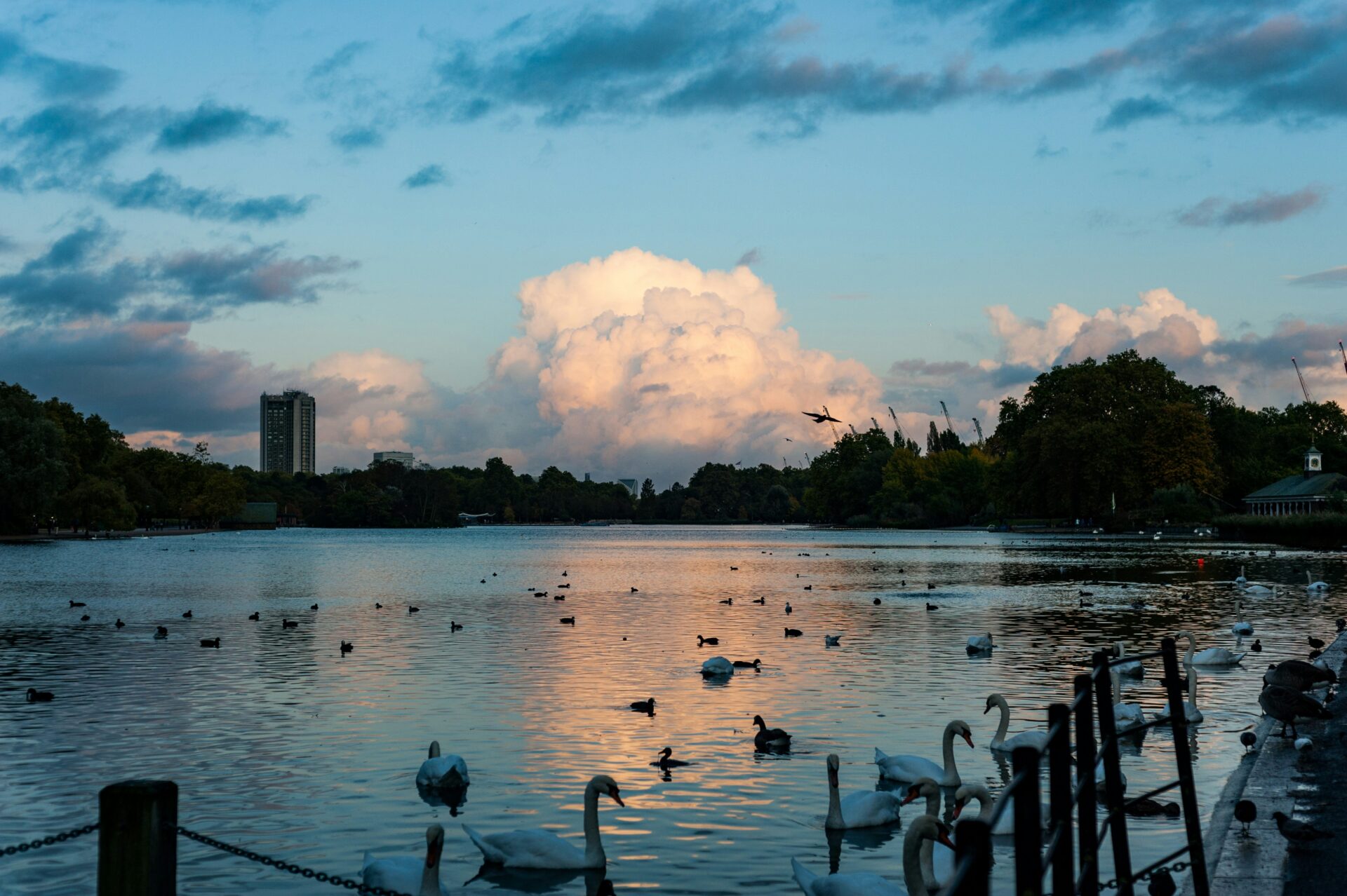 Tranquil view of Hyde Park’s Serpentine lake at sunset, with warm orange skies and ducks swimming near the shore