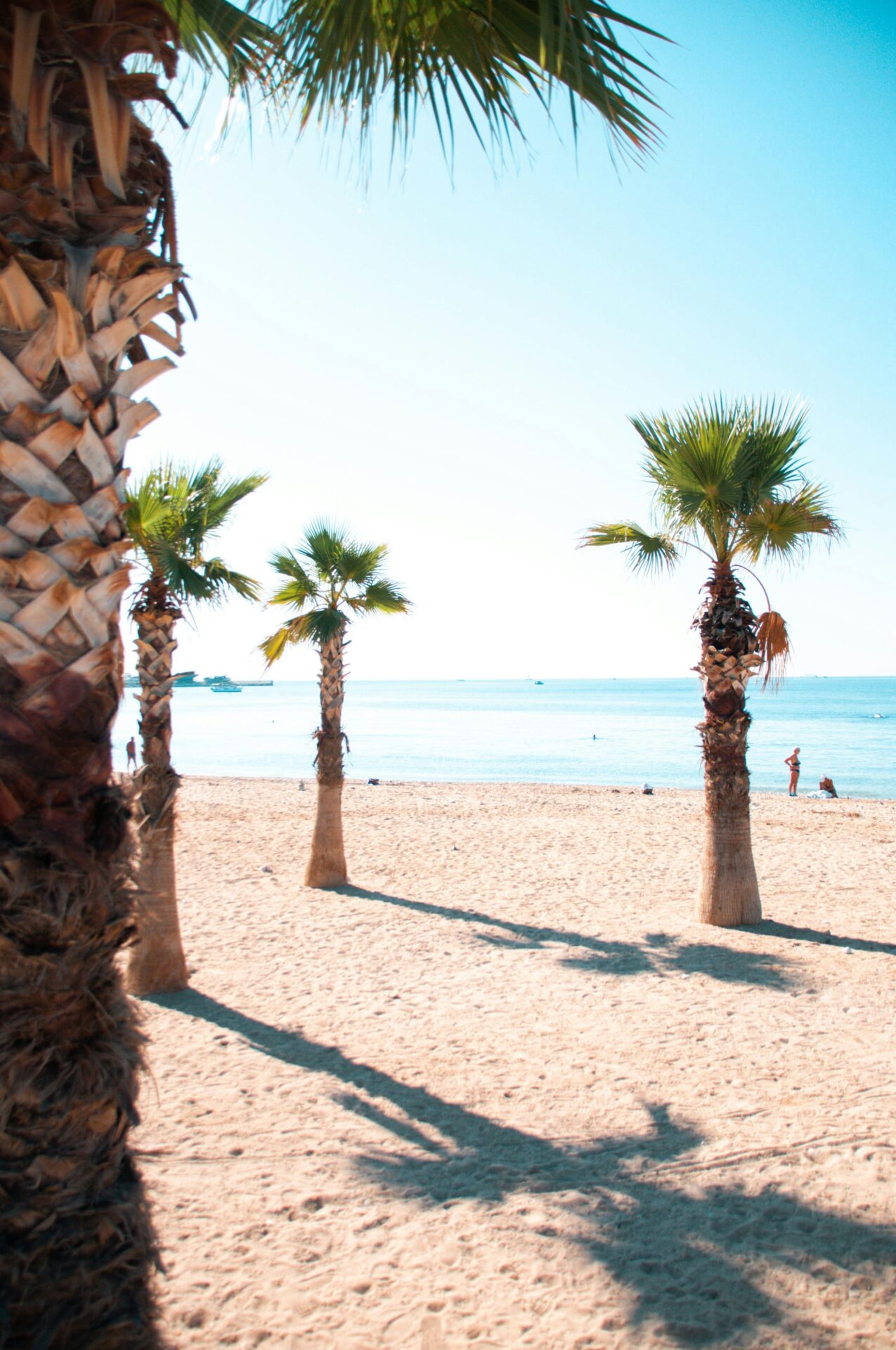 Tropical trees - sandy beach - Athens