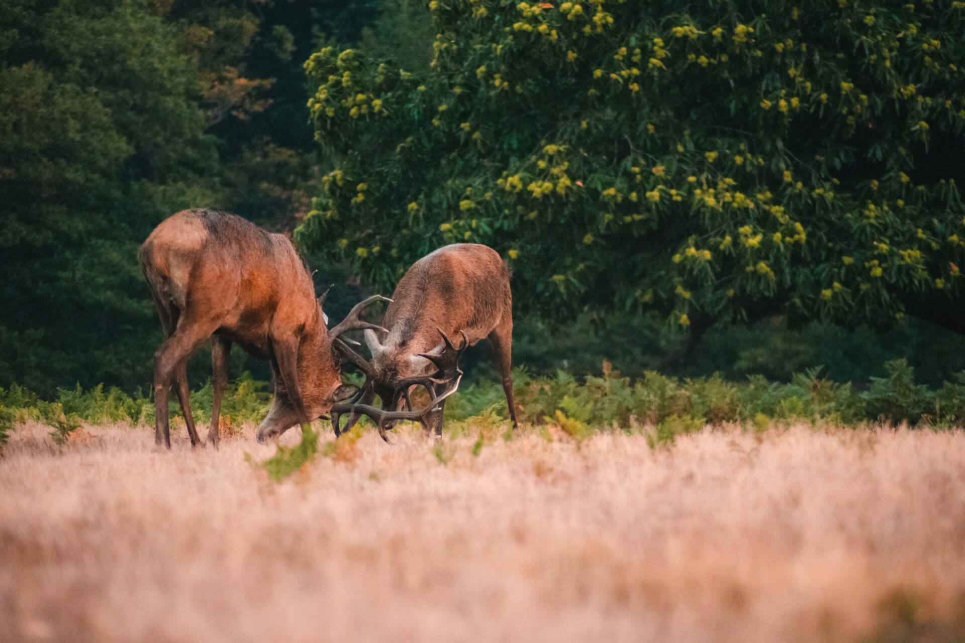 Two male deer butting heads in Richmond Park