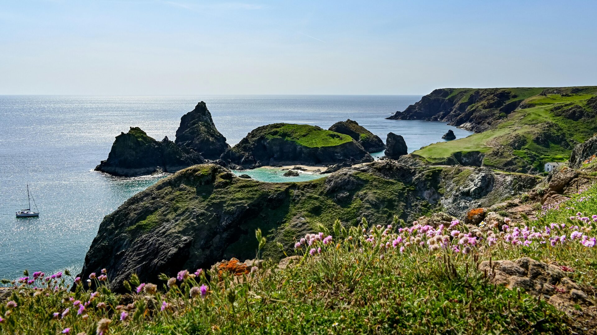 Bright wild blooms carpeting the cliffs of Cornwall in spring