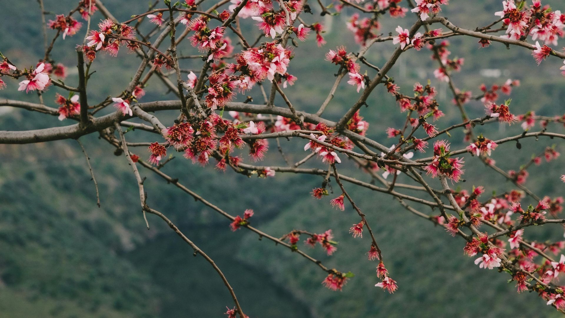 A close-up of delicate pink and white cherry blossoms in full bloom on a tree branch, with a blurred background of a valley and a river in Portugal.